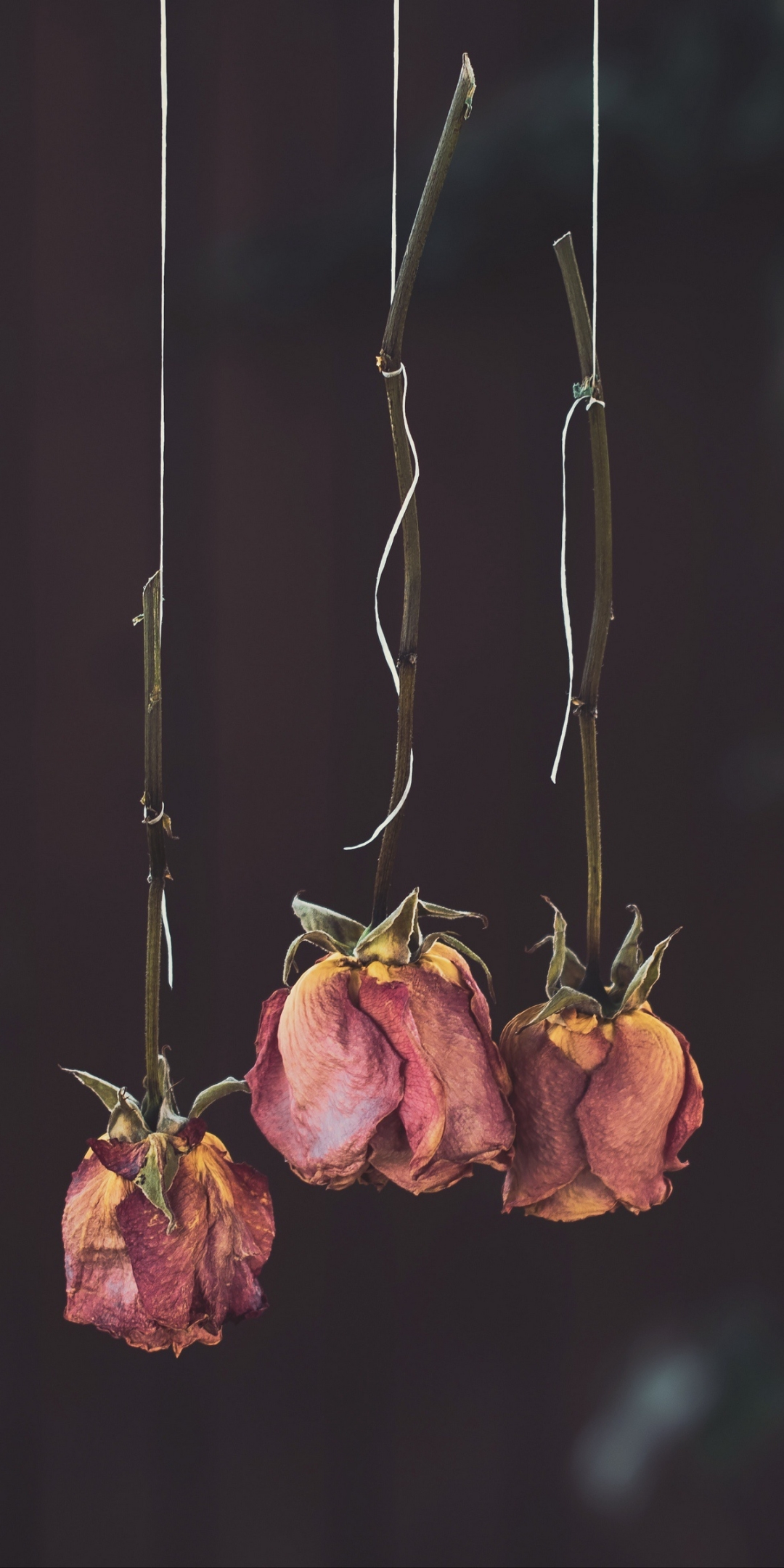 Descarga gratuita de fondo de pantalla para móvil de Flores, Rosa, Flor Rosa, Tierra/naturaleza.