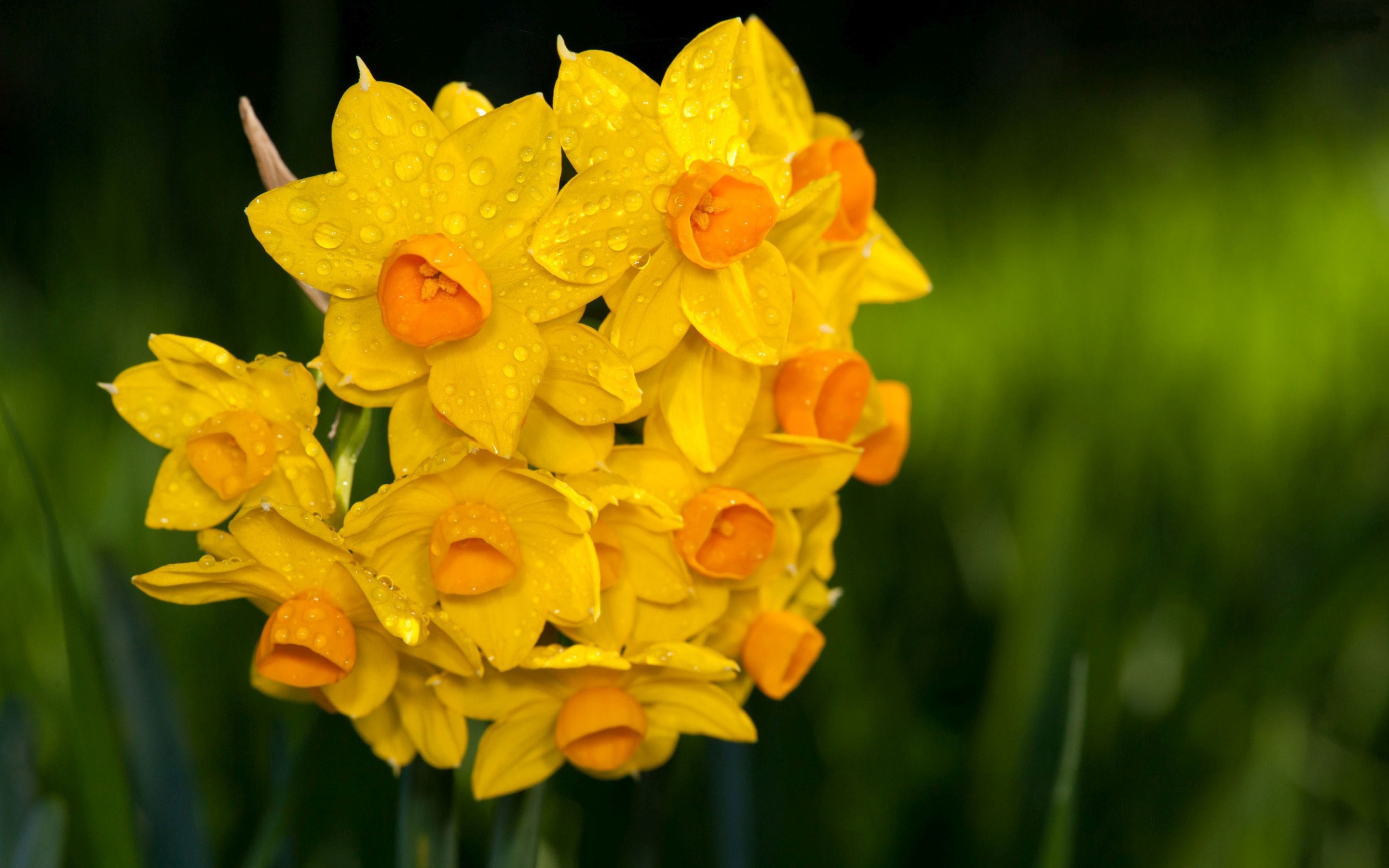 Handy-Wallpaper Blumen, Narzissen, Blume, Gelbe Blume, Erde/natur kostenlos herunterladen.