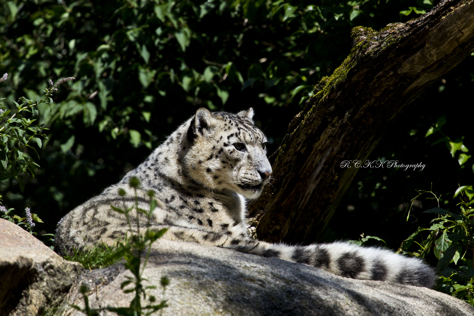 Baixe gratuitamente a imagem Leopardo Das Neves, Gatos, Animais na área de trabalho do seu PC