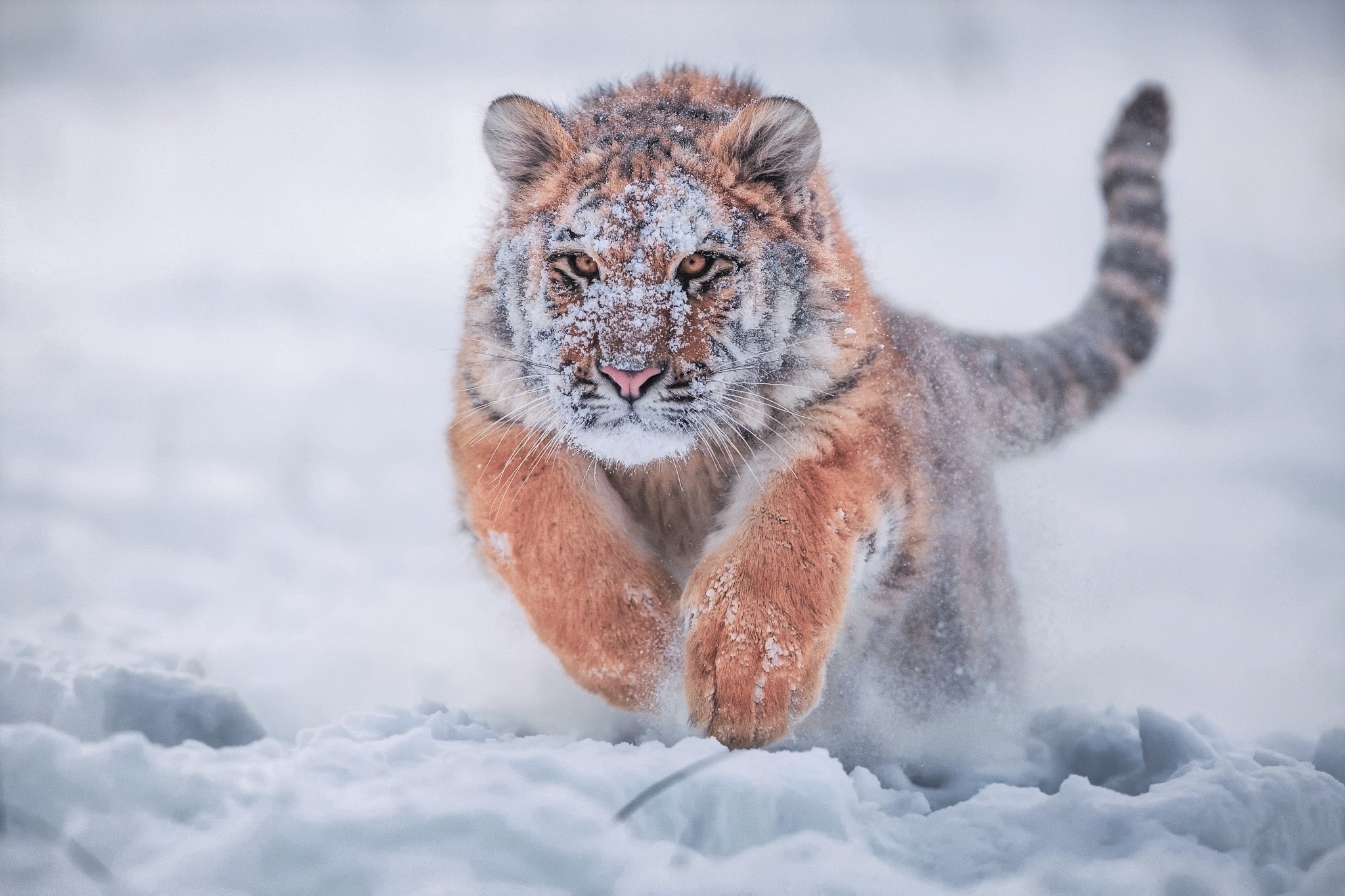 428991 descargar fondo de pantalla animales, tigre, bebe animal, correr, tigre siberiano, nieve, invierno, gatos: protectores de pantalla e imágenes gratis