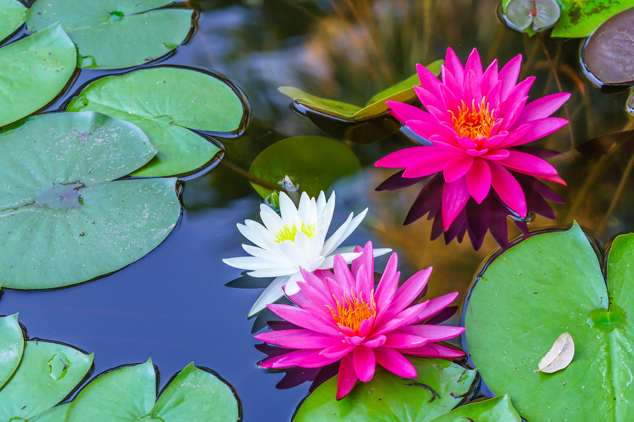 Laden Sie das Natur, Blumen, Wasser, Blume, Seerose, Weiße Blume, Erde/natur, Pinke Blume-Bild kostenlos auf Ihren PC-Desktop herunter