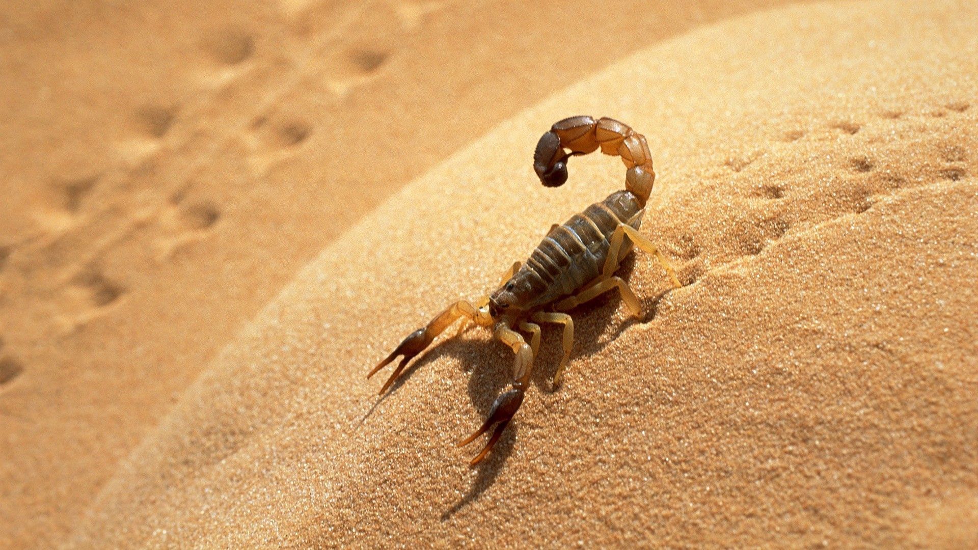 138896 скачать обои скорпион, животные, песок, тень, следы - заставки и картинки бесплатно