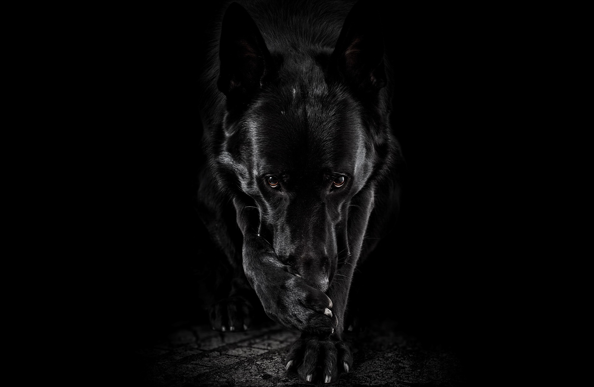 PCデスクトップに動物, 犬, ジャーマンシェパード, 黒 白画像を無料でダウンロード