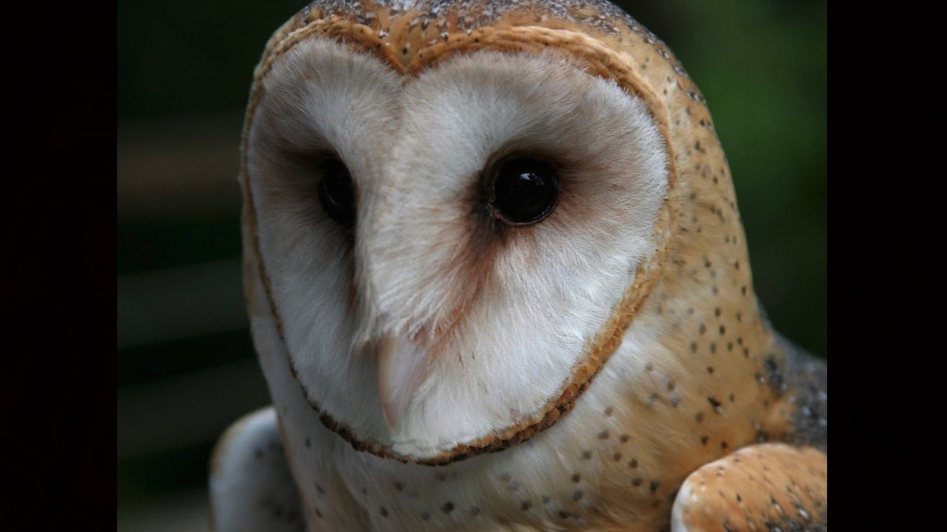 Free download wallpaper Animal, Barn Owl on your PC desktop