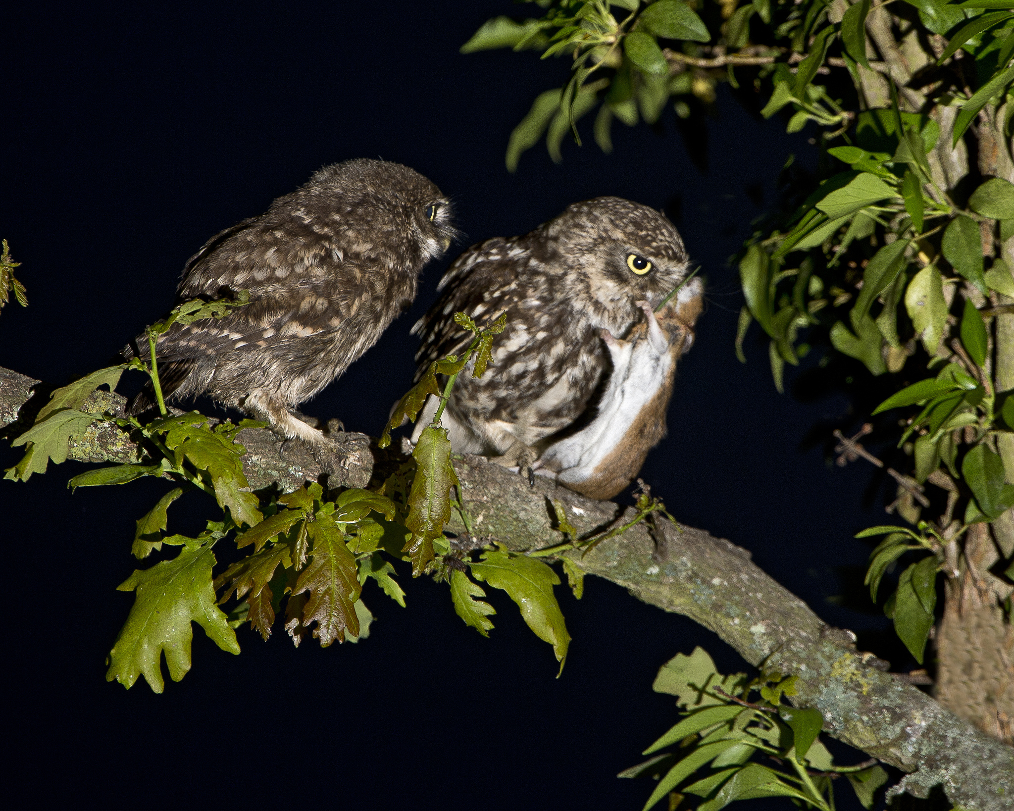 Téléchargez gratuitement l'image Animaux, Hibou, Des Oiseaux sur le bureau de votre PC