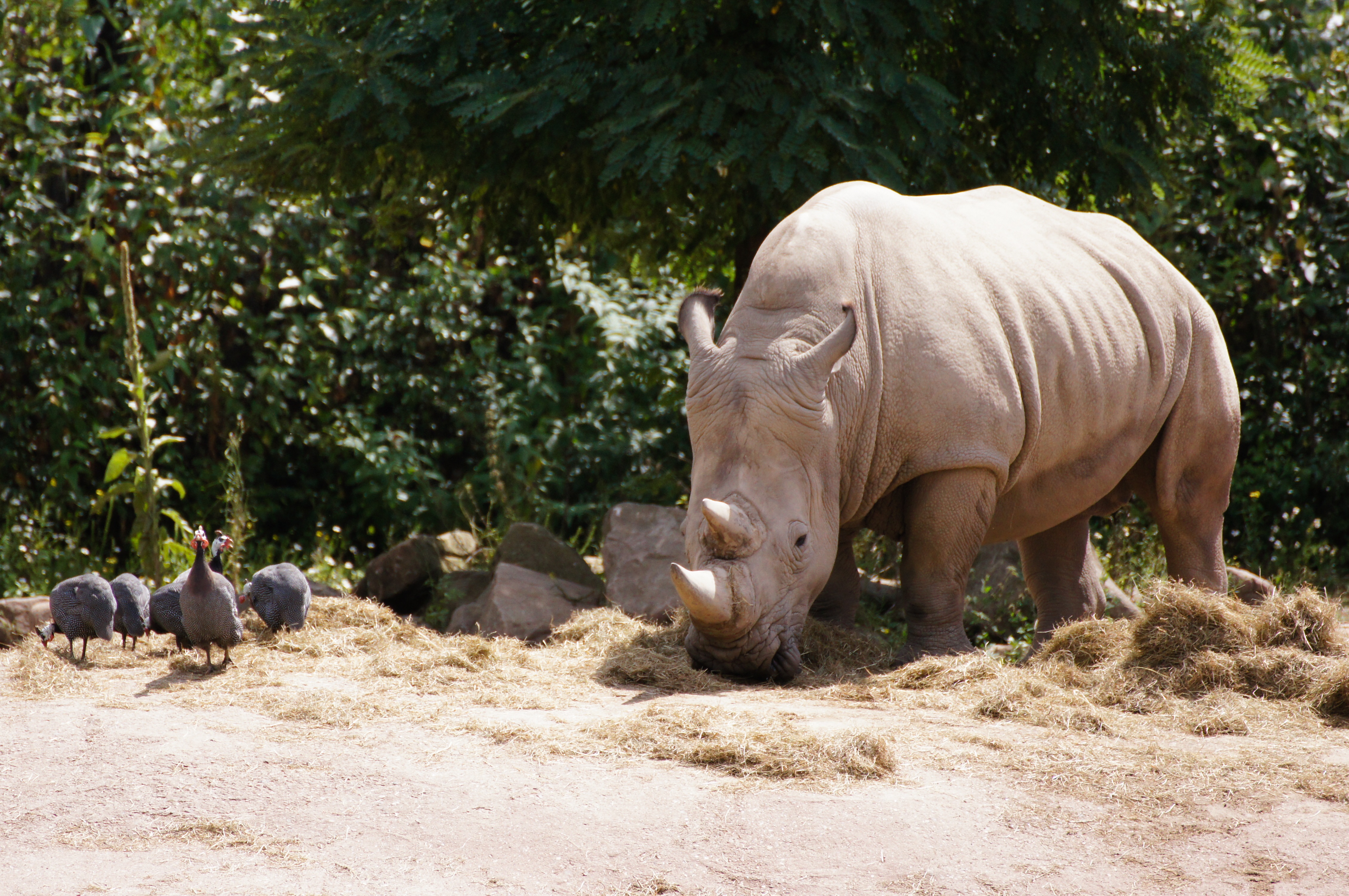 384313 descargar fondo de pantalla animales, rinoceronte, ave: protectores de pantalla e imágenes gratis