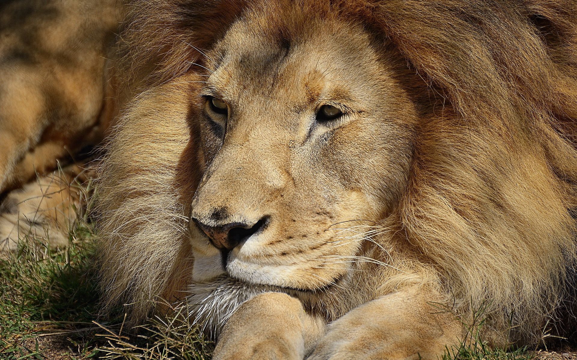 Download mobile wallpaper Muzzle, Big Cat, Animals, Eyes, Lion for free.
