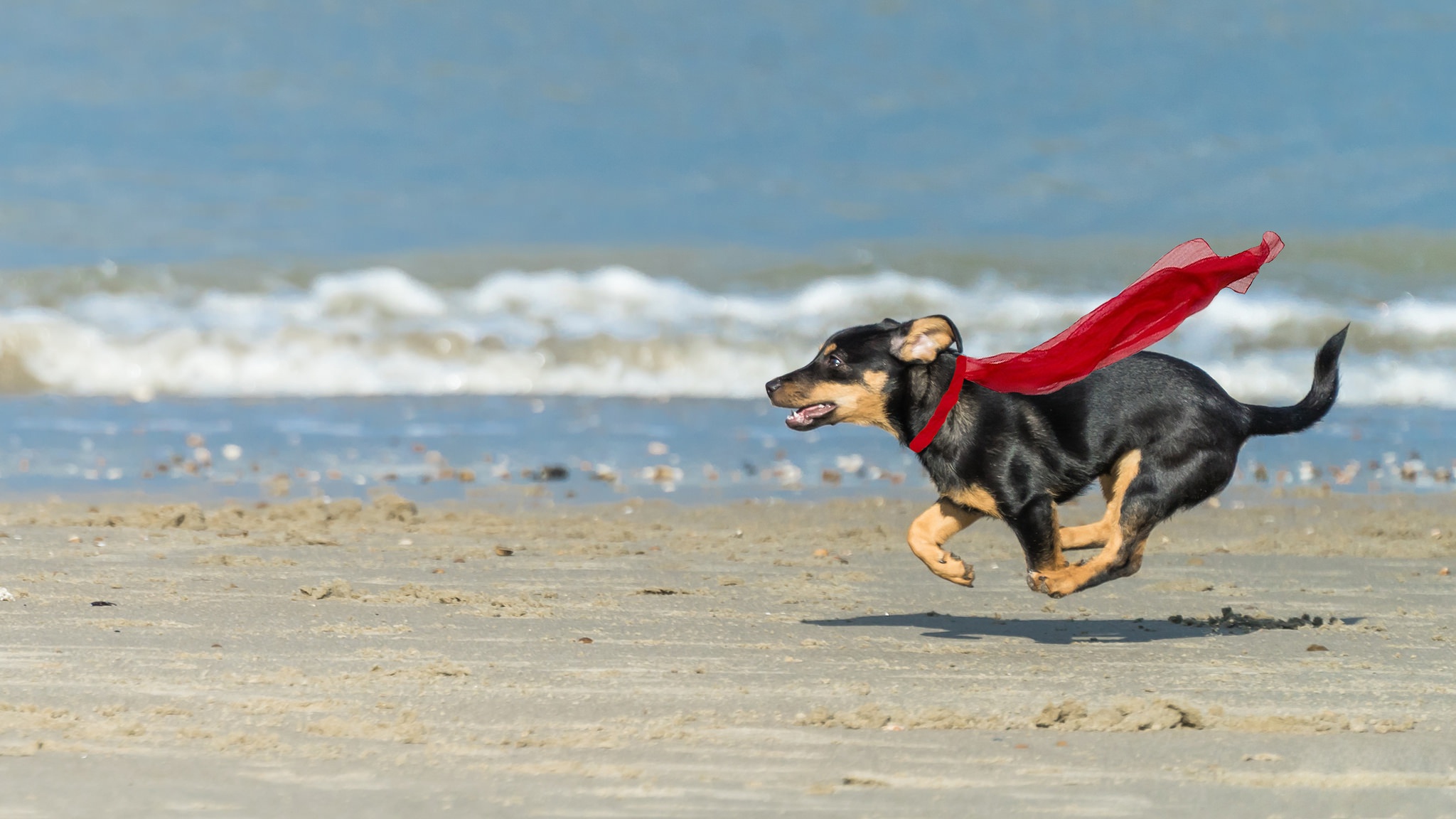 Laden Sie das Tiere, Hunde, Strand, Sand, Hund, Welpen-Bild kostenlos auf Ihren PC-Desktop herunter