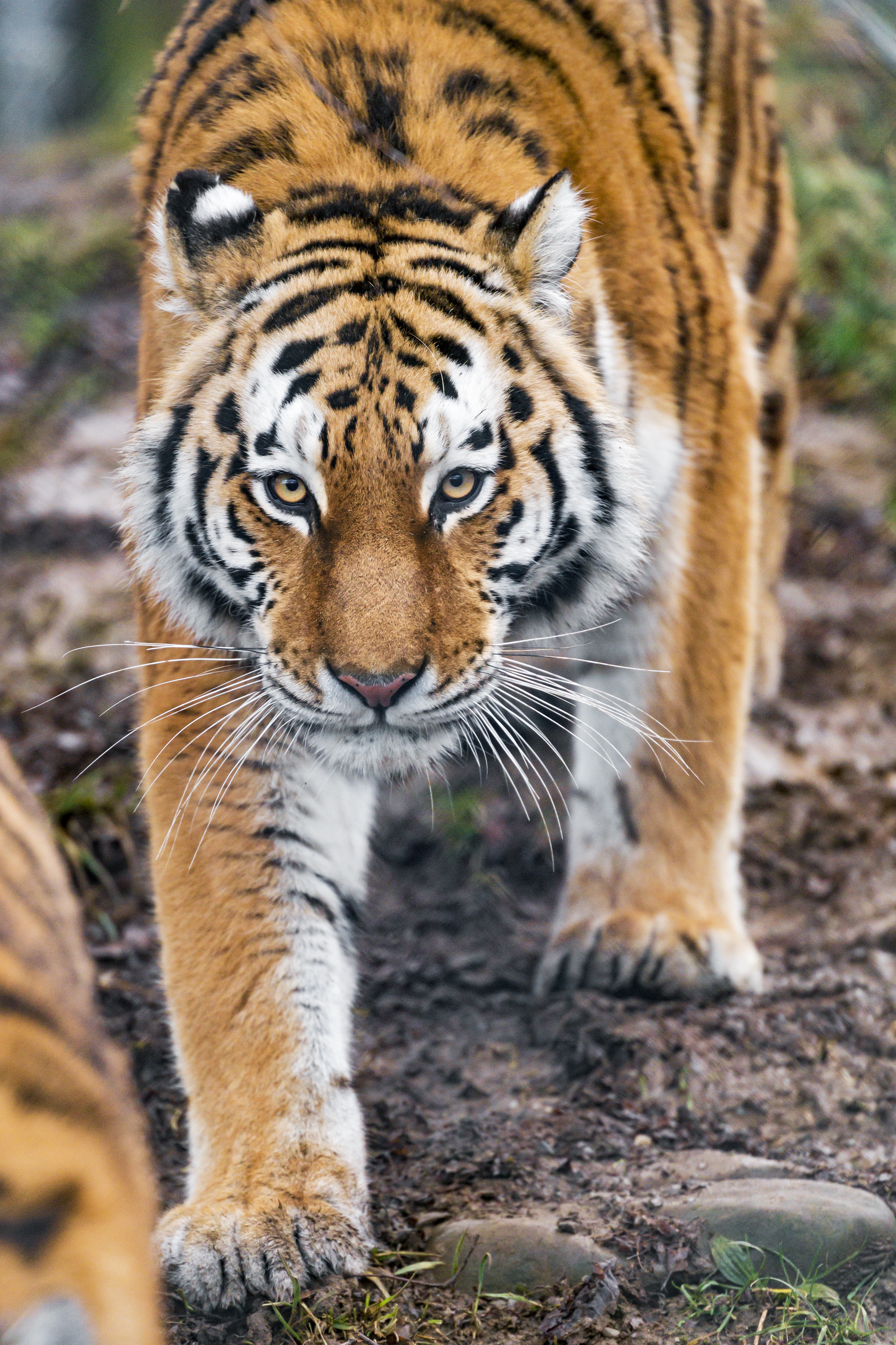 tiger, big cat, animals, predator, sight, opinion, animal HD wallpaper