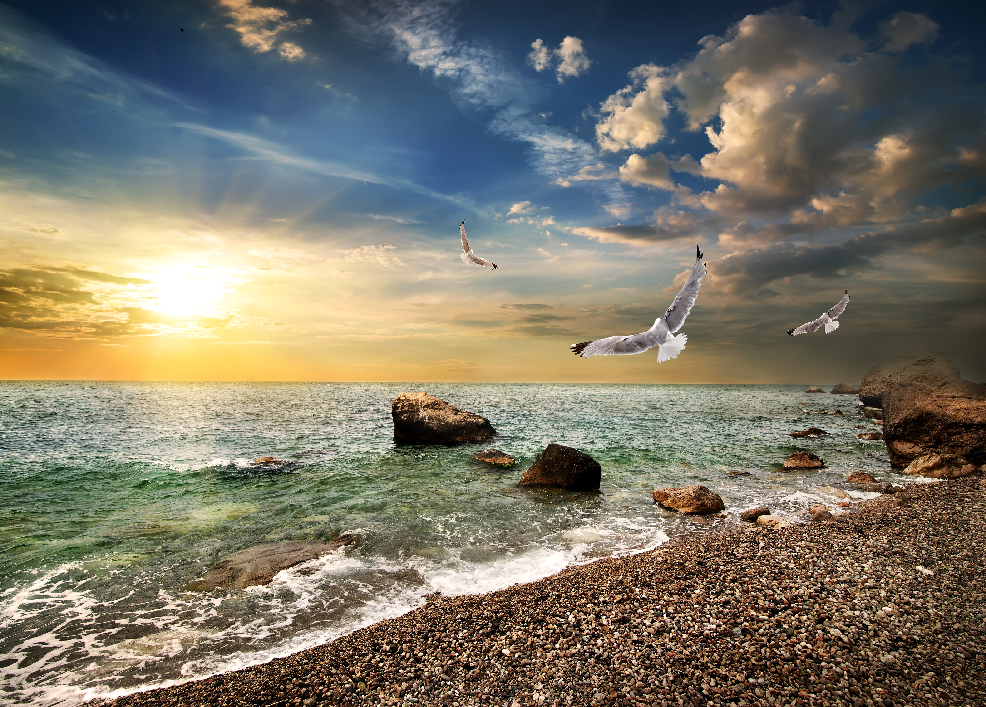 805841 скачать картинку пляж, море, земля/природа, горизонт, океан, чайки, закат - обои и заставки бесплатно