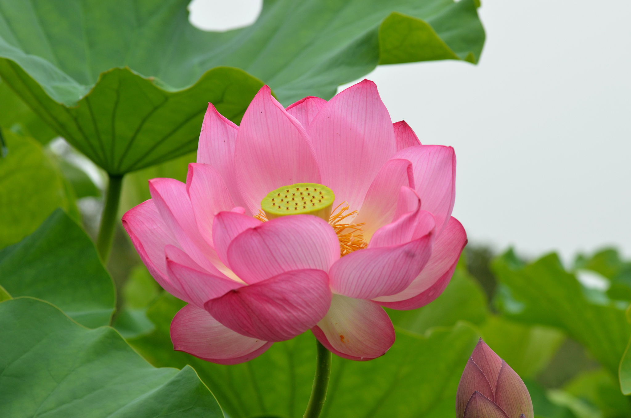 Téléchargez gratuitement l'image Fleurs, Lotus, Fleur, Terre/nature, Fleur Rose sur le bureau de votre PC