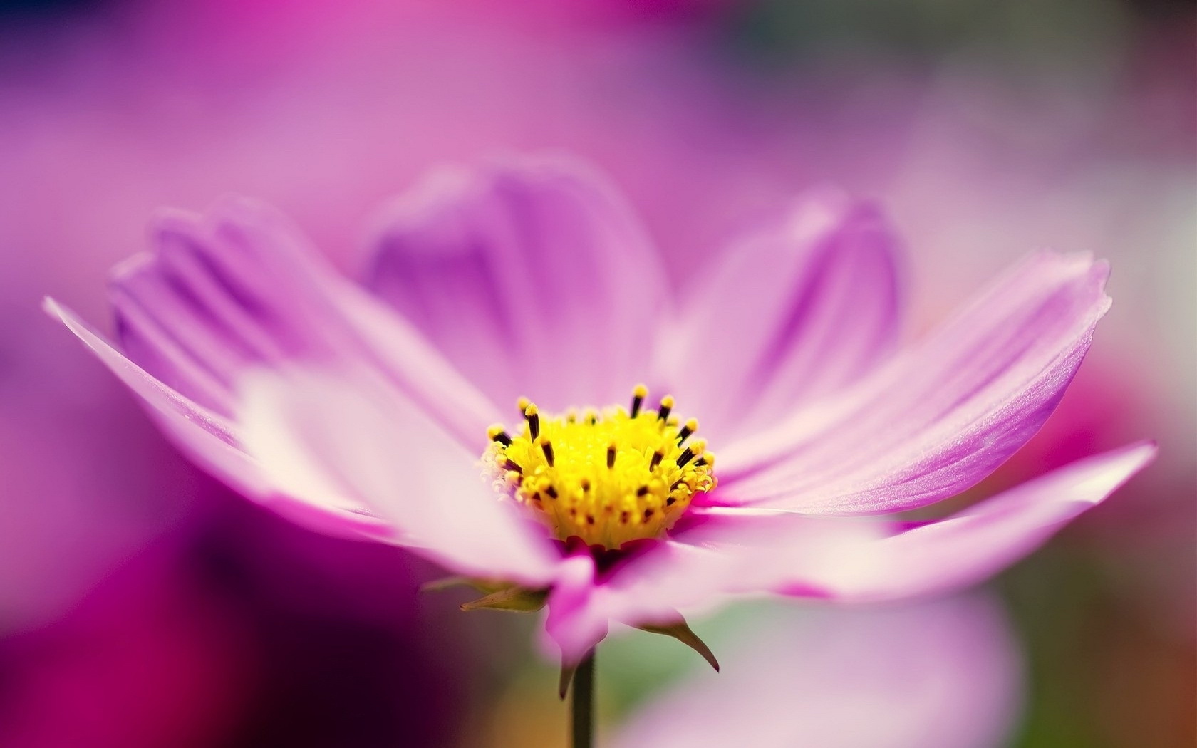 Descarga gratuita de fondo de pantalla para móvil de Flor, Flor Rosa, Tierra/naturaleza.