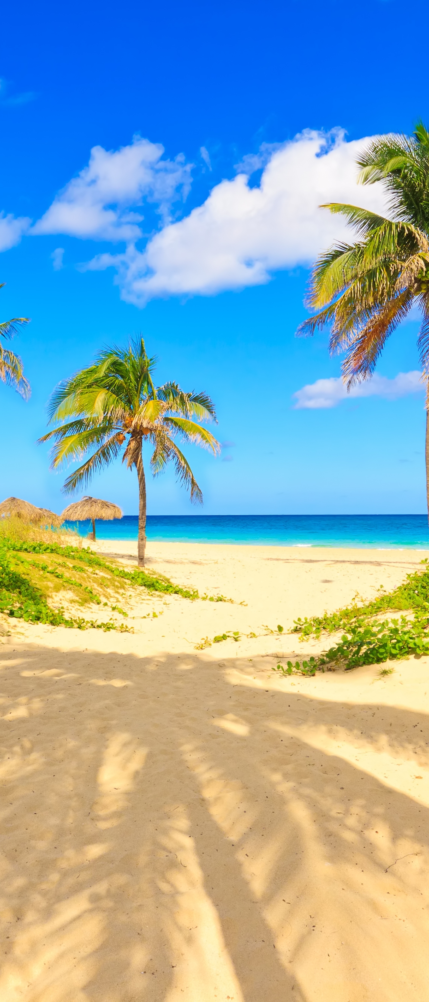 Descarga gratuita de fondo de pantalla para móvil de Playa, Horizonte, Tropical, Fotografía, Palmera, Tropico.