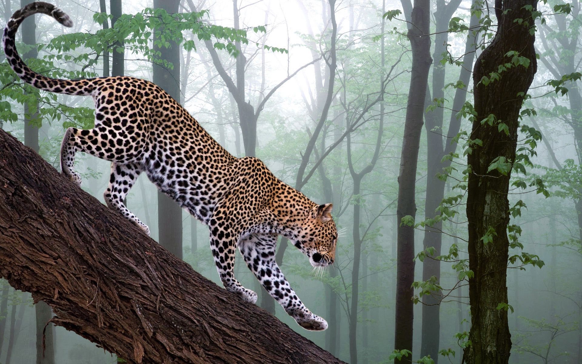 Скачати мобільні шпалери Дерева, Туман, Ліс, Гілка, Тварини, Леопард безкоштовно.