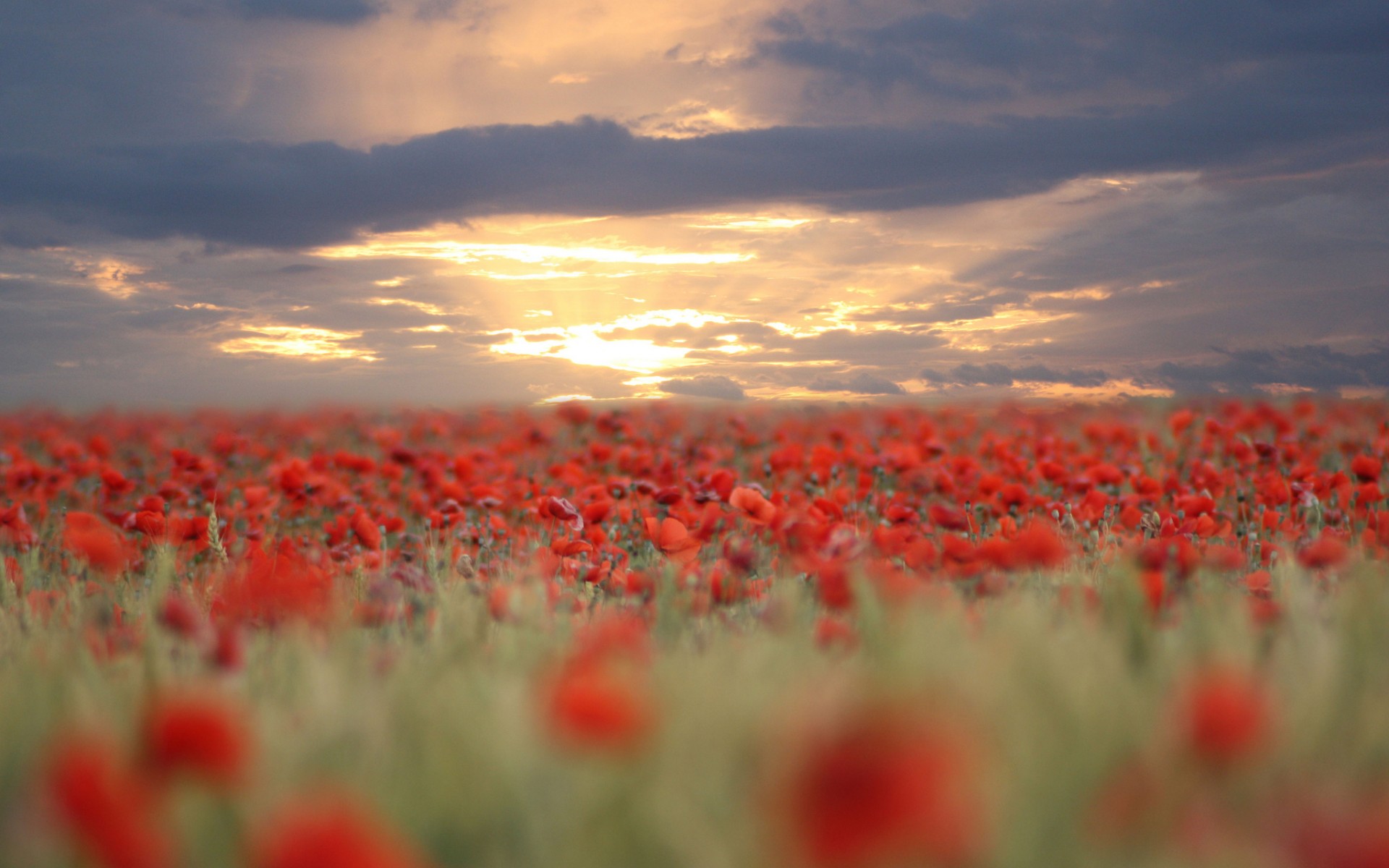 Free download wallpaper Poppy, Flowers, Earth on your PC desktop