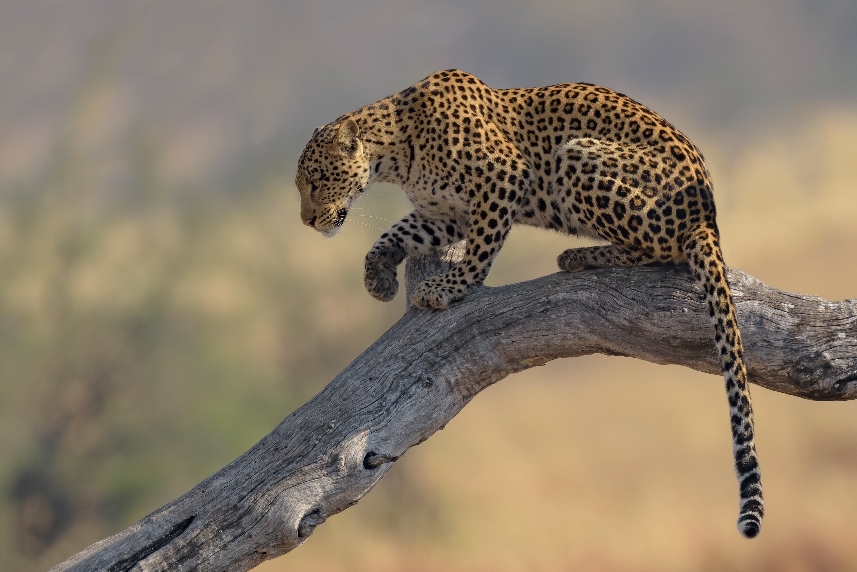 Baixe gratuitamente a imagem Animais, Gatos, Leopardo na área de trabalho do seu PC