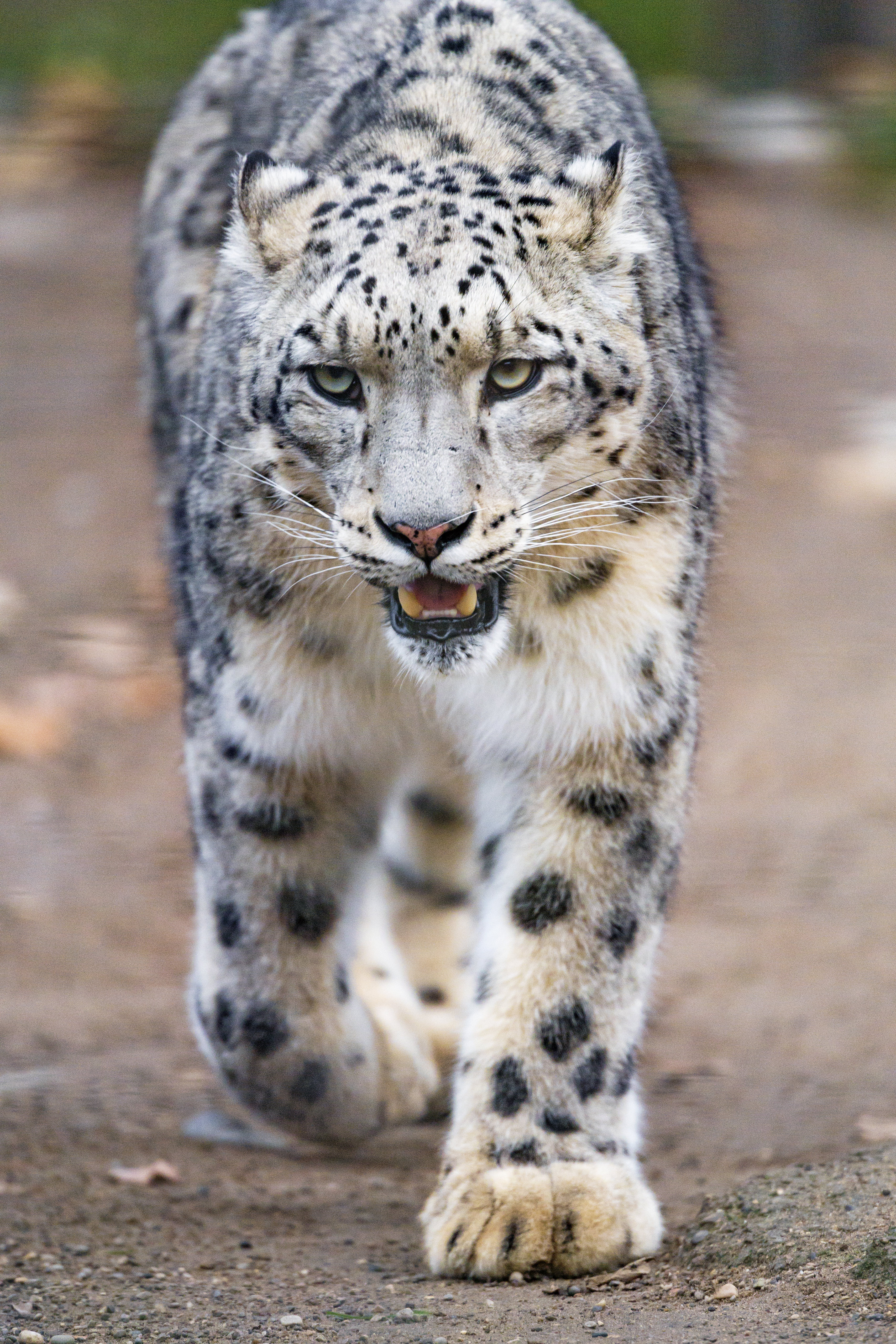 58531 télécharger le fond d'écran snow leopard, gros chat, fauve, animaux, prédateur, crocs, pattes - économiseurs d'écran et images gratuitement