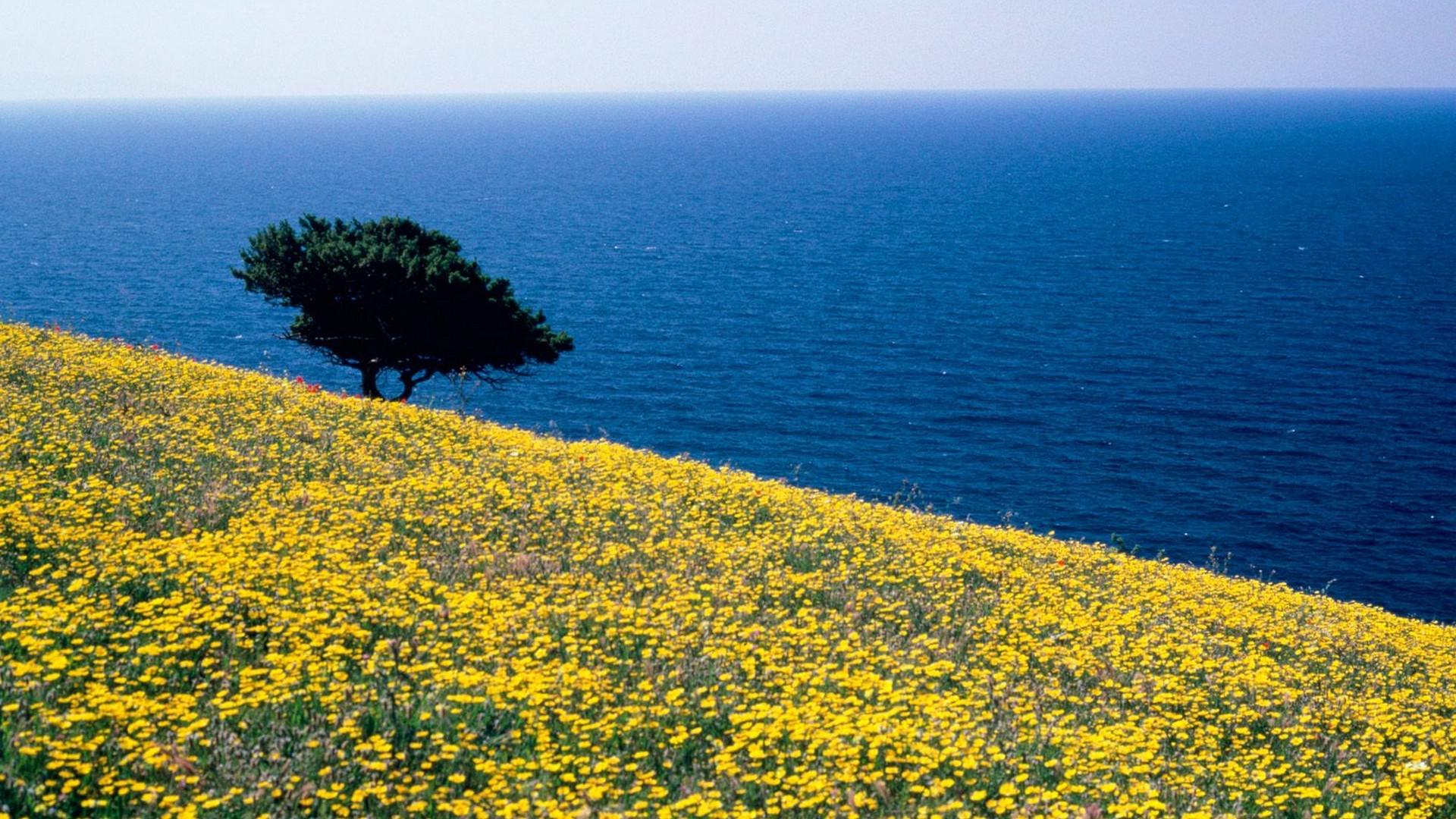 Free download wallpaper Landscape, Nature, Horizon, Flower, Coast, Ocean, Earth, Field, Greece, Yellow Flower, Lonely Tree on your PC desktop