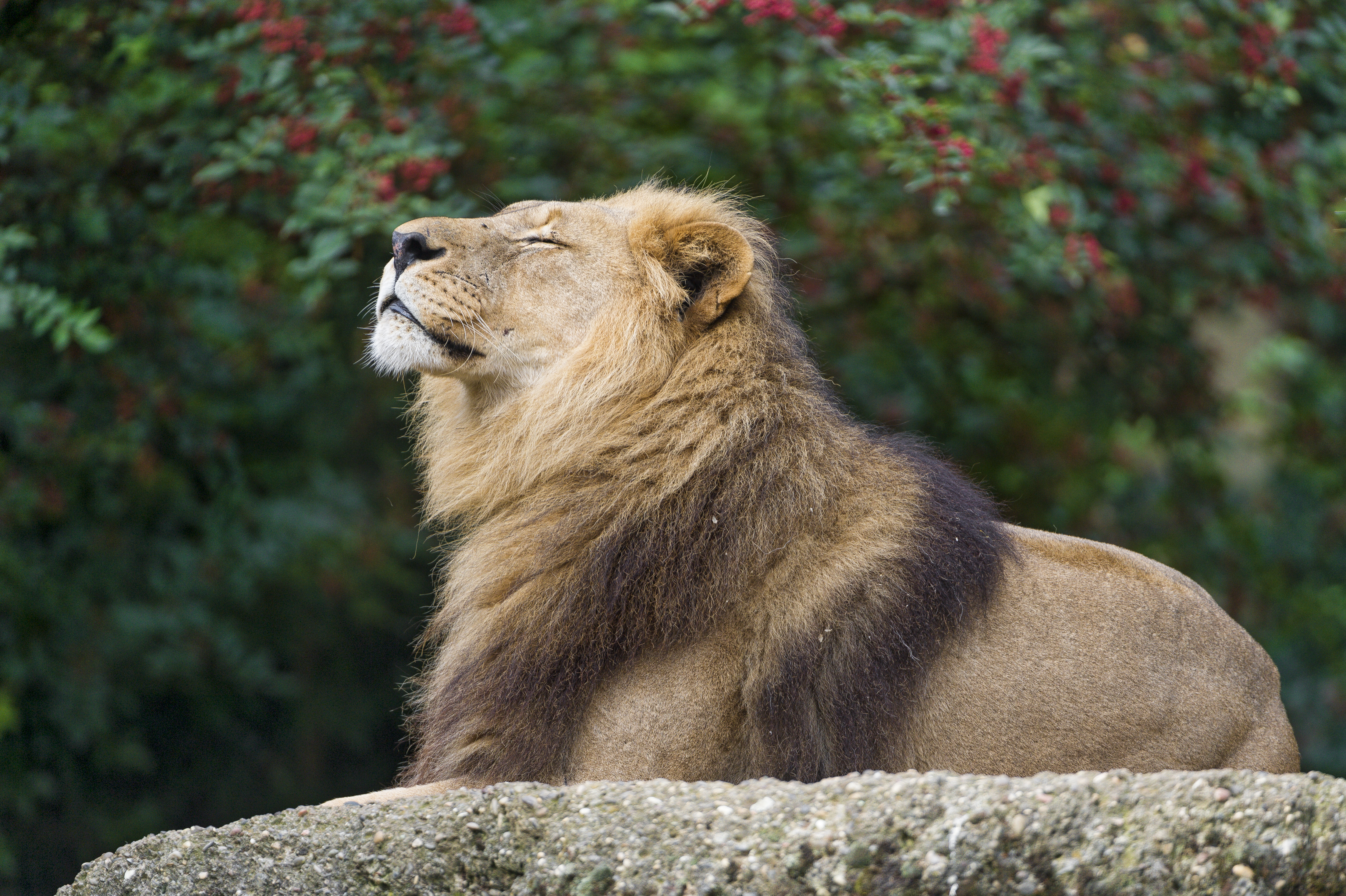 Descarga gratis la imagen Animales, Gatos, Bosque, León, Piedra, Bokeh en el escritorio de tu PC