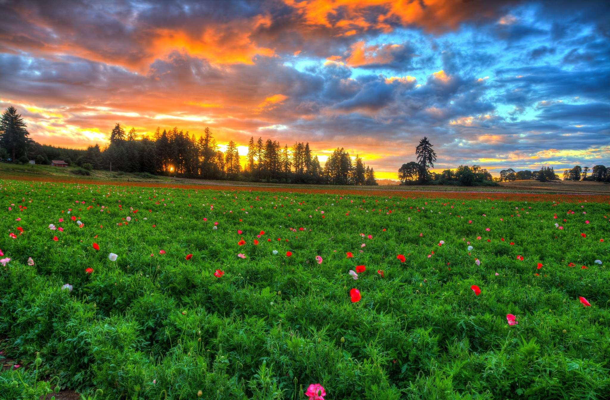 Download mobile wallpaper Sunset, Flower, Tree, House, Earth, Cloud, Meadow for free.