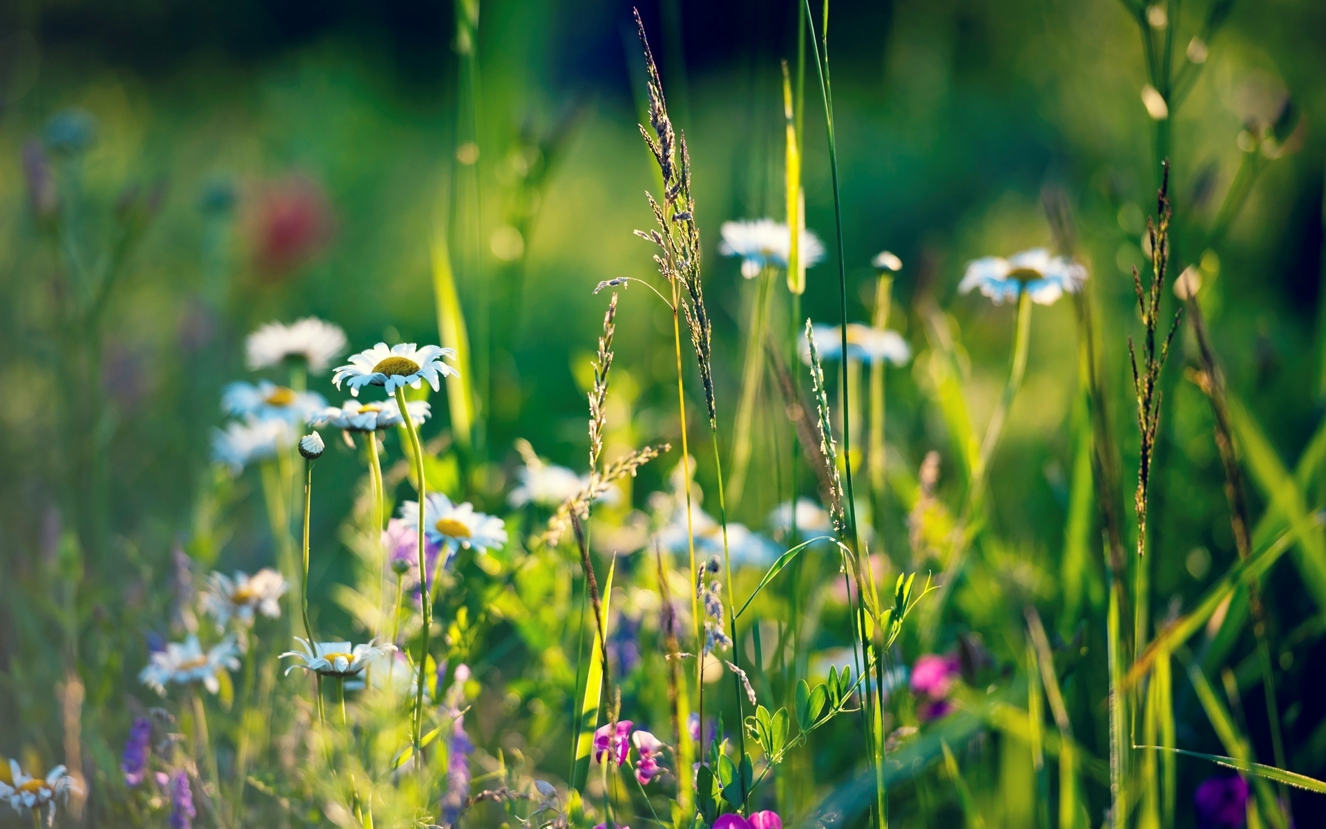 Descarga gratis la imagen Flores, Flor, Tierra/naturaleza en el escritorio de tu PC