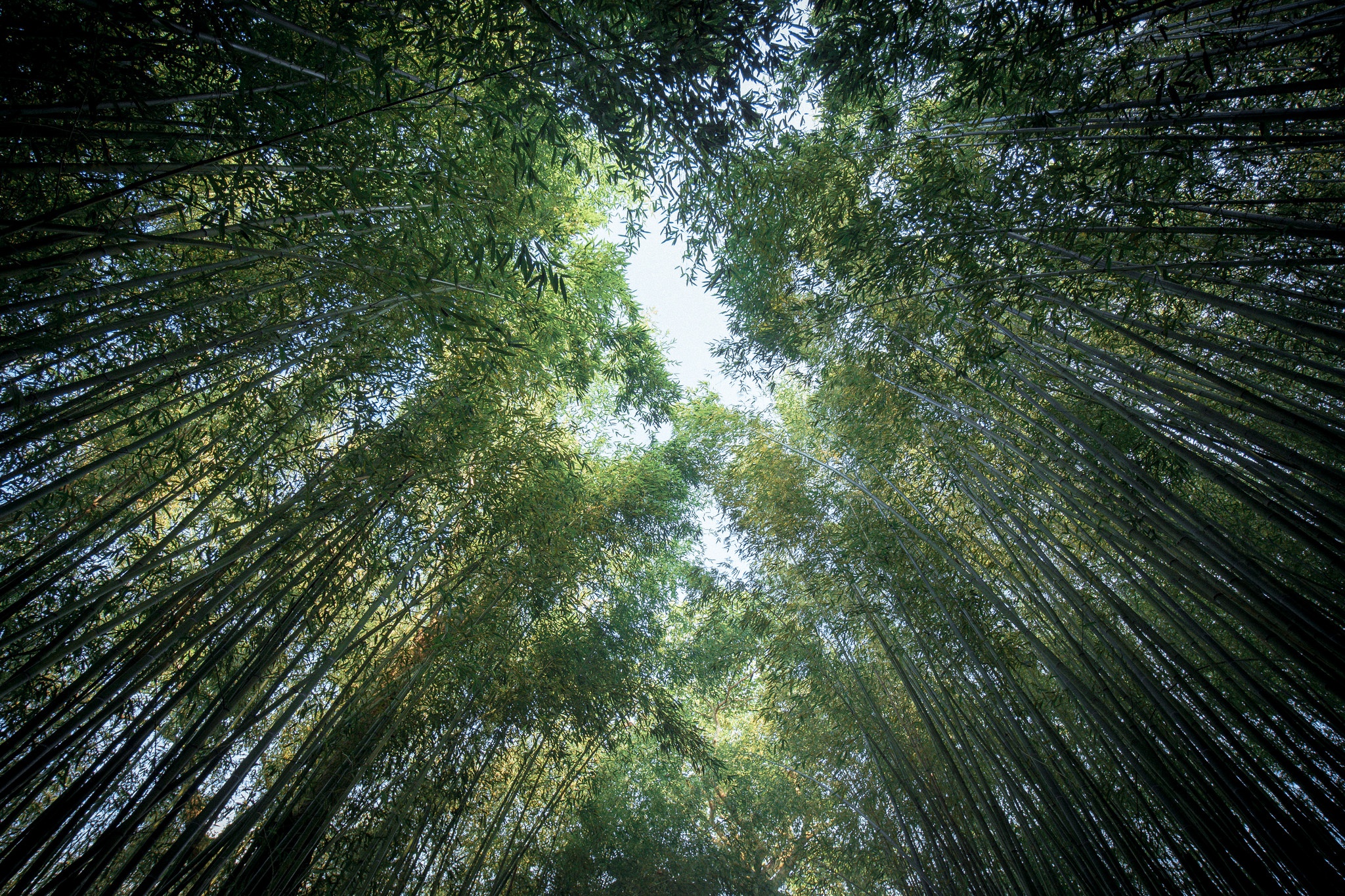 Descarga gratuita de fondo de pantalla para móvil de Naturaleza, Bambú, Tierra/naturaleza, Verdor.