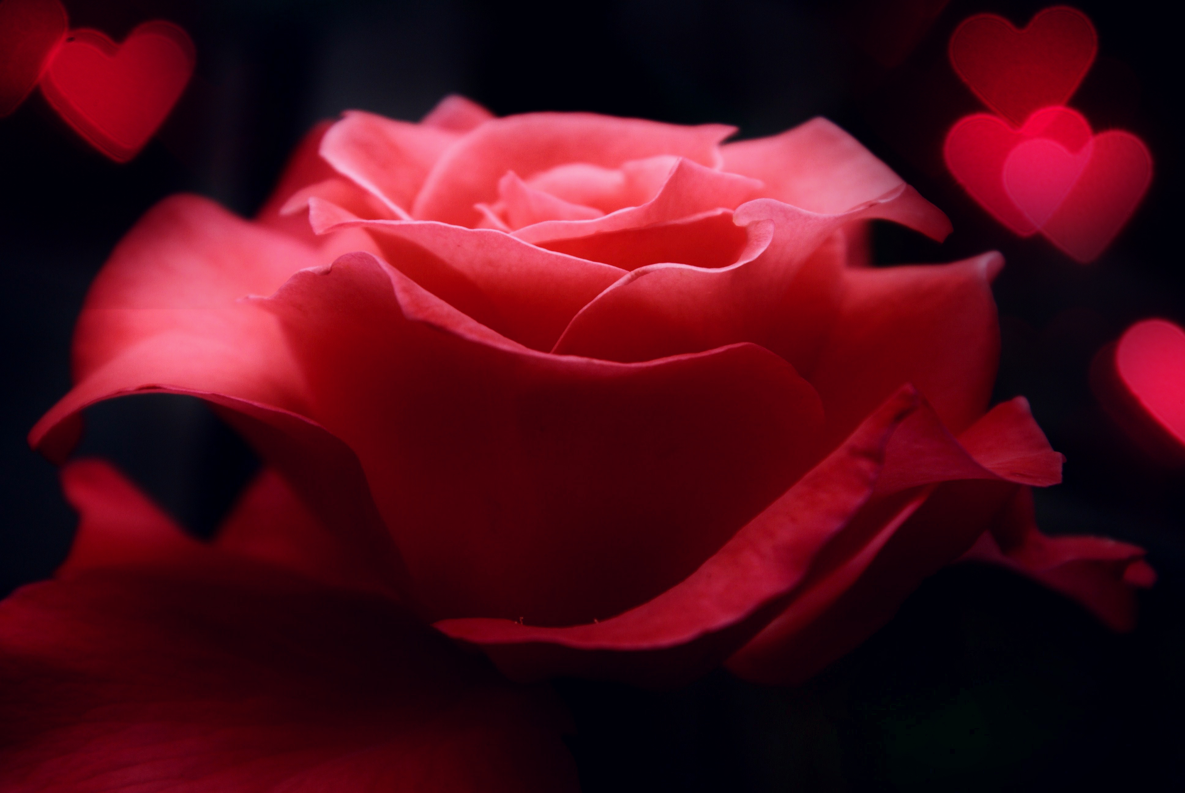 Baixe gratuitamente a imagem Flores, Rosa, Terra/natureza na área de trabalho do seu PC
