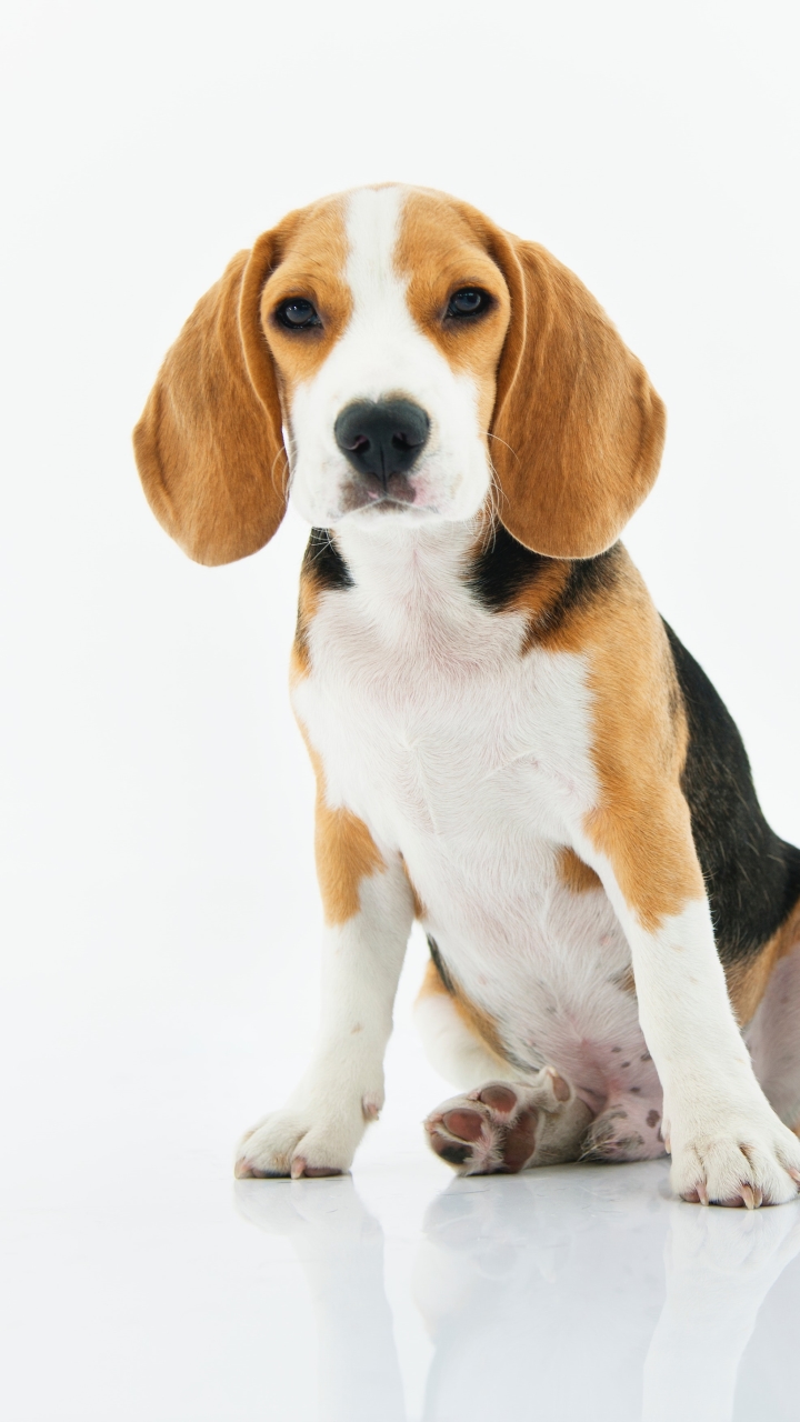 Download mobile wallpaper Dogs, Dog, Animal, Puppy, Beagle for free.