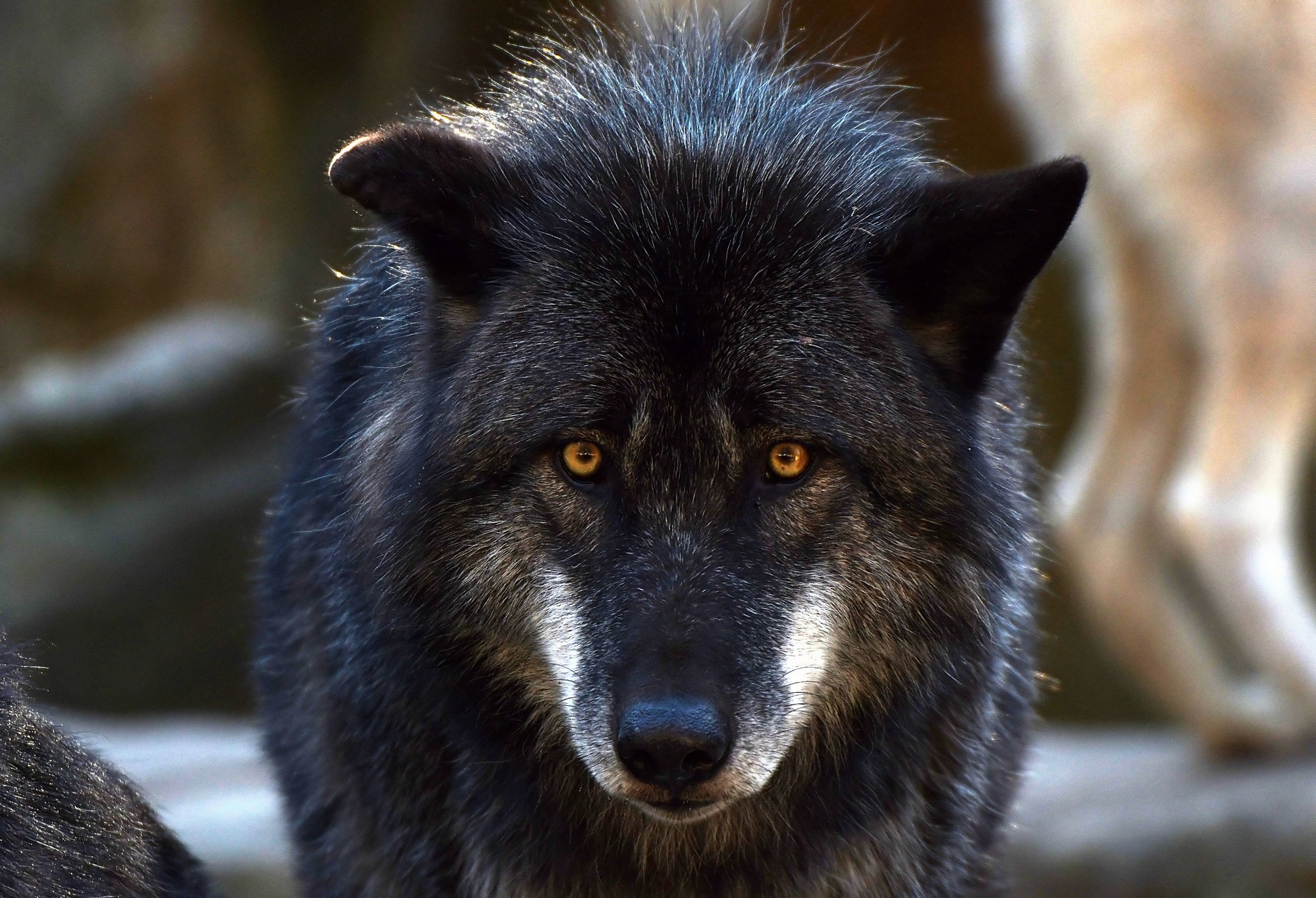 Laden Sie das Tiere, Wolf, Starren, Wolves-Bild kostenlos auf Ihren PC-Desktop herunter