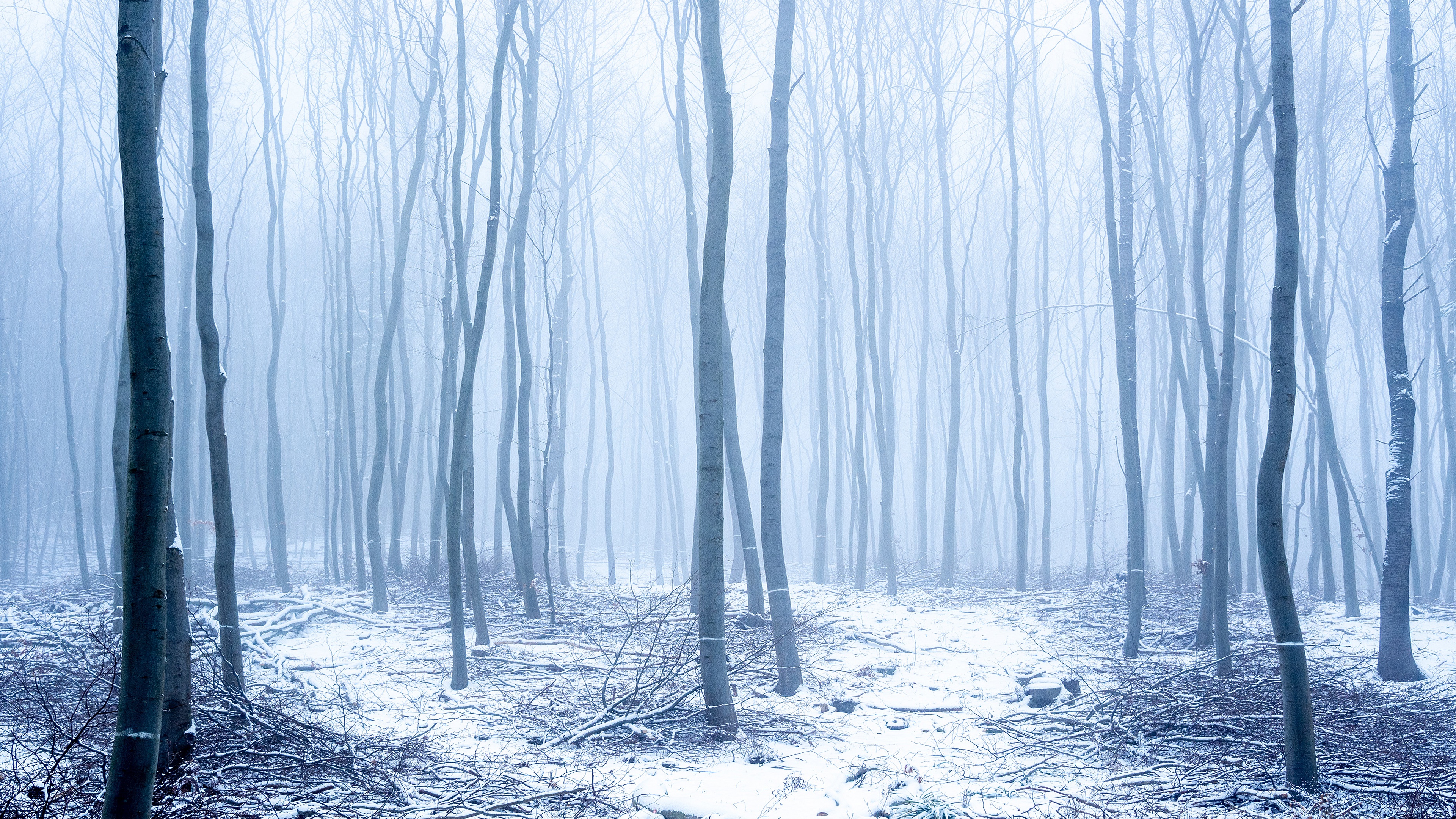 Download mobile wallpaper Winter, Snow, Forest, Fog, Earth, Trunk for free.