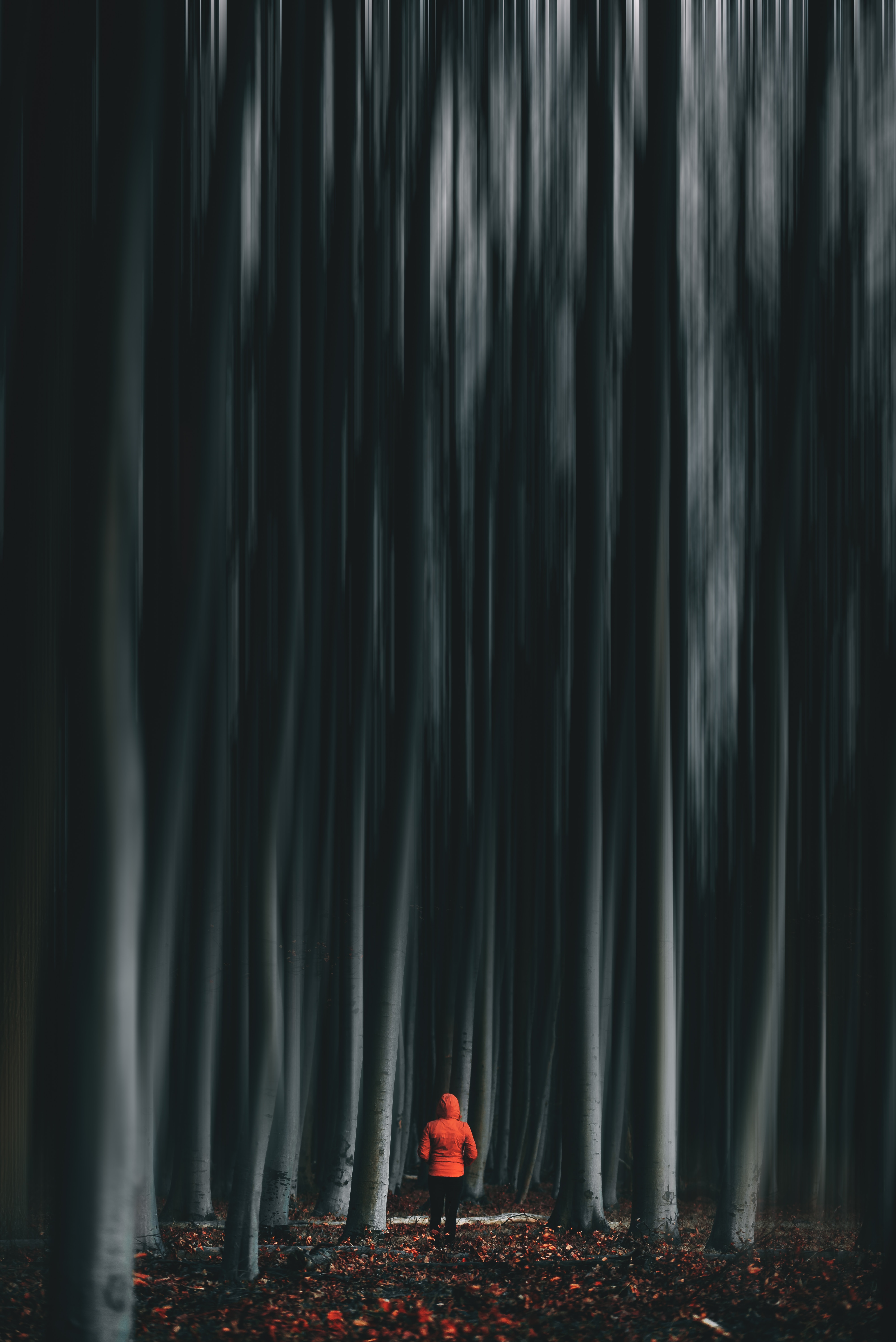 illusion, forest, smooth, trees, miscellanea, miscellaneous, blur, human, person for android