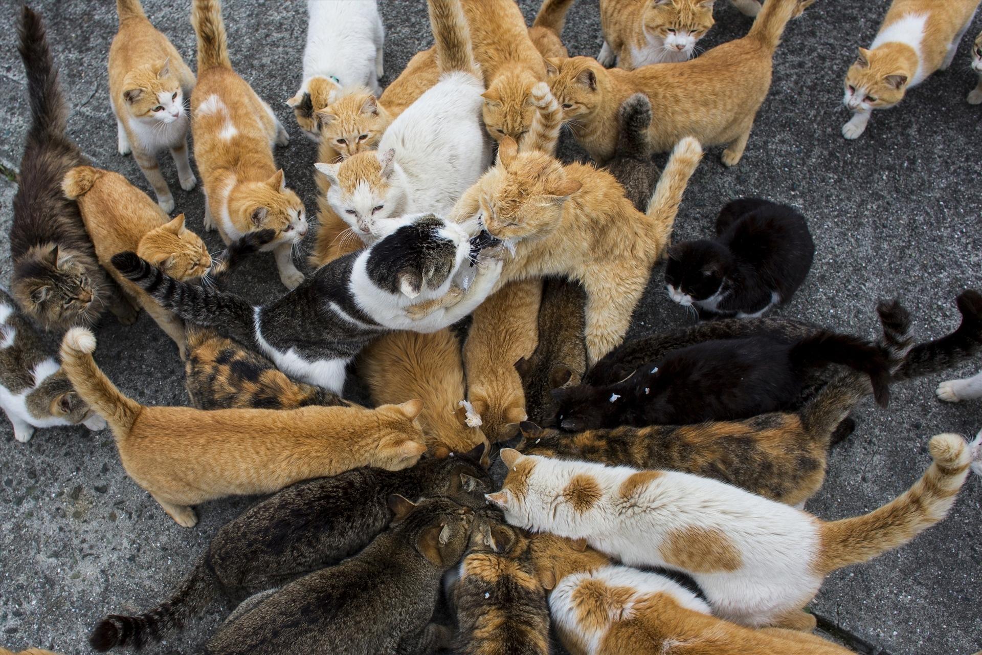 Скачать картинку Животные, Япония, Кошка, Аосима в телефон бесплатно.
