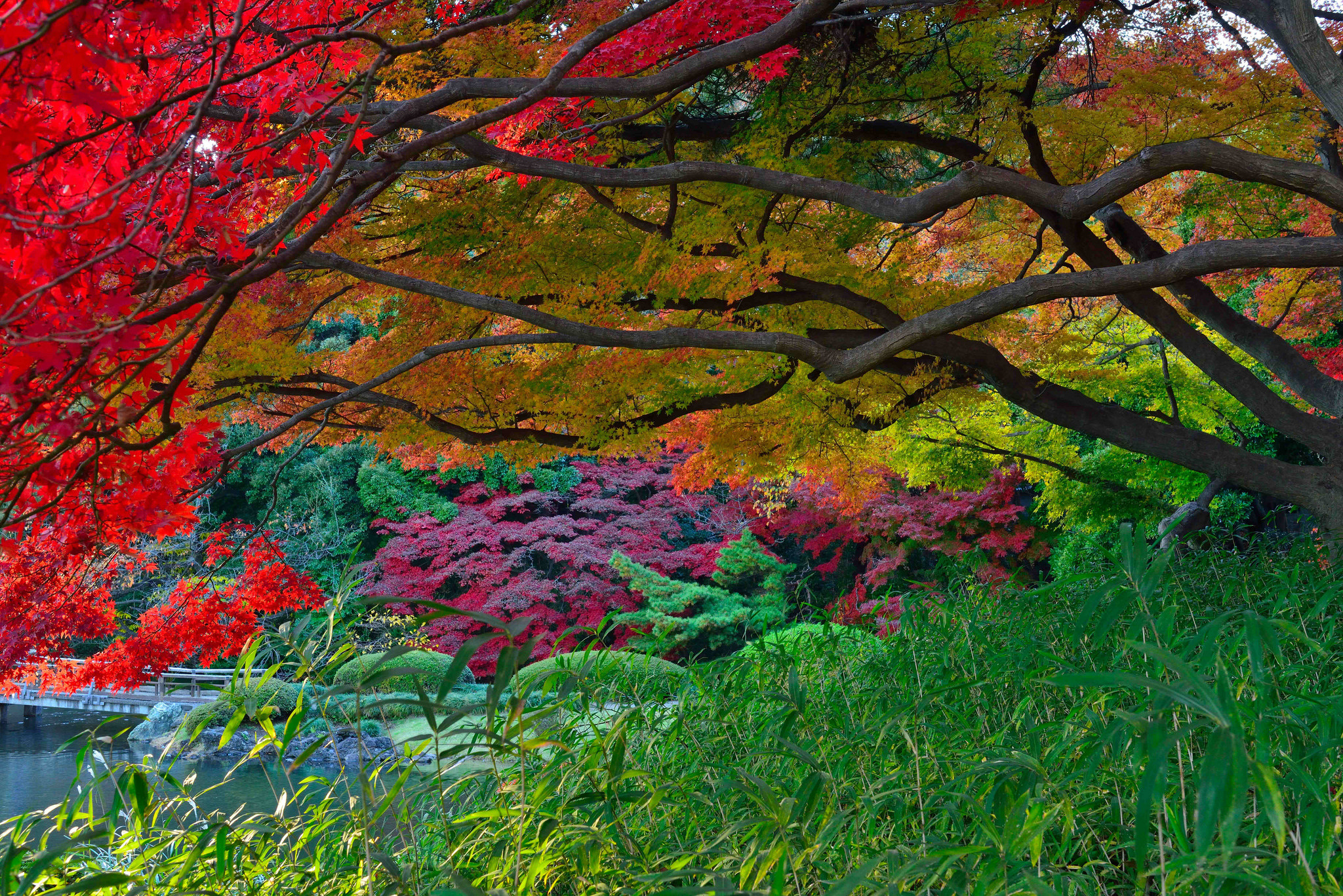 Handy-Wallpaper Herbst, Baum, Garten, Menschengemacht, Japanischer Garten kostenlos herunterladen.