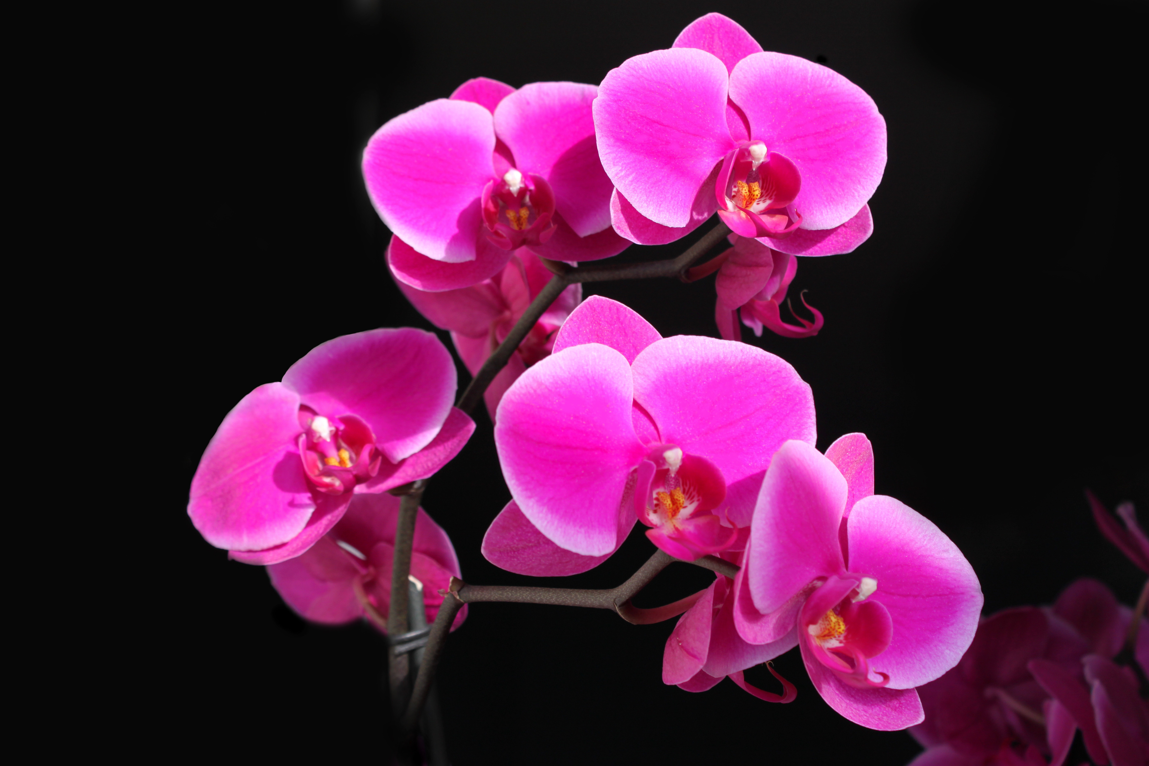289675 Hintergrundbild herunterladen erde/natur, orchidee, blume, pinke blume, blumen - Bildschirmschoner und Bilder kostenlos