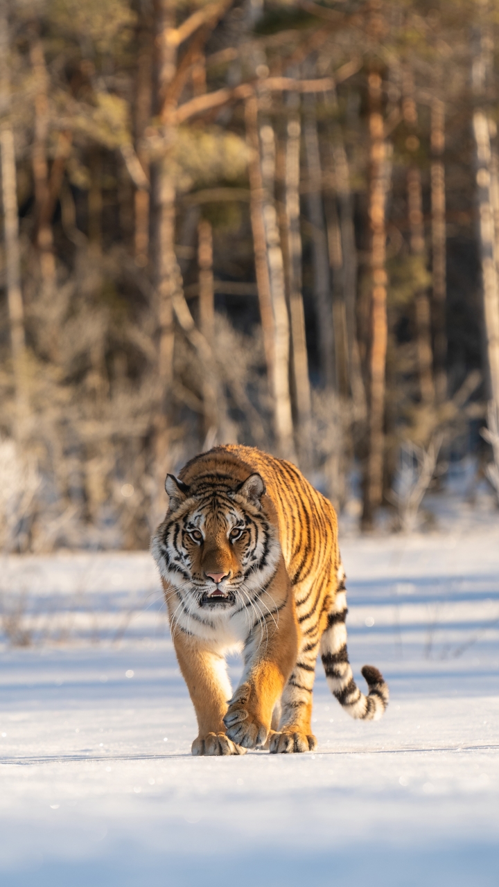 無料モバイル壁紙動物, 雪, 猫, 虎をダウンロードします。