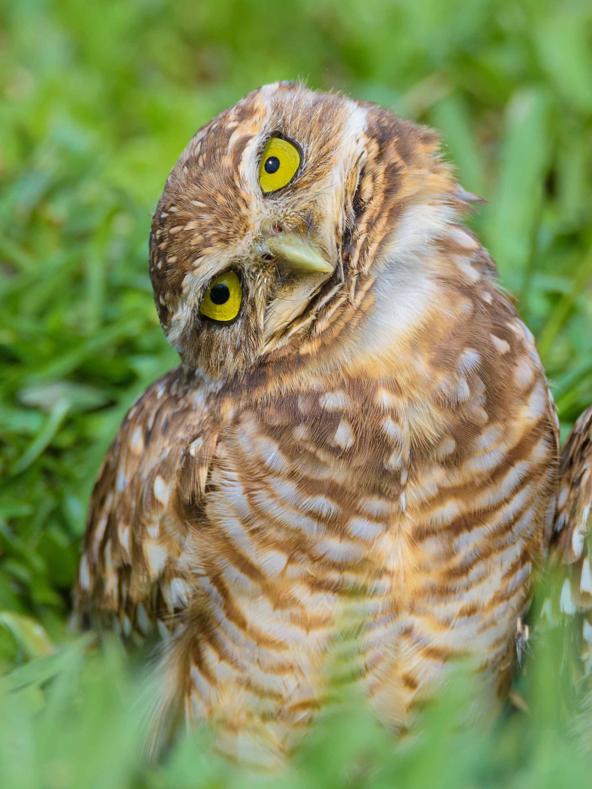 無料モバイル壁紙動物, 鳥, フクロウをダウンロードします。