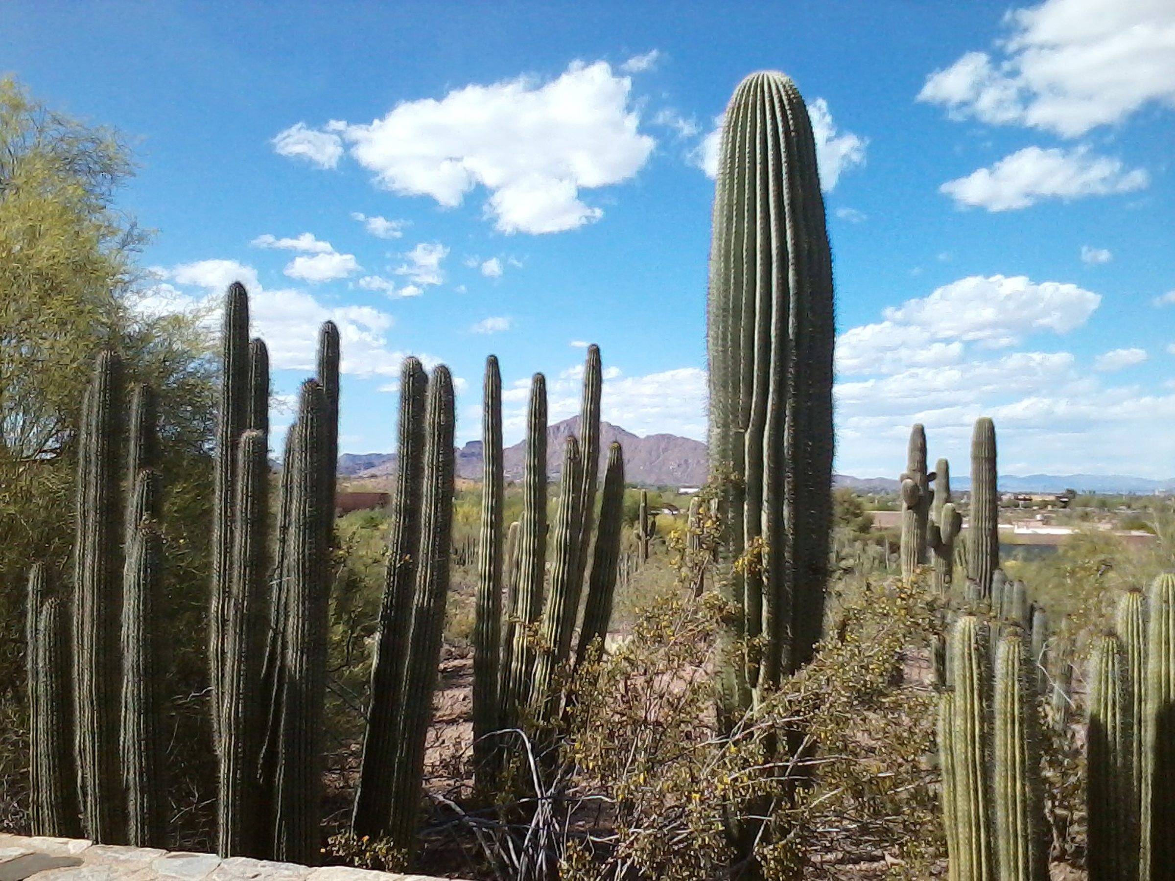 590954 Hintergrundbild herunterladen erde/natur, steppe, arizona, kaktus - Bildschirmschoner und Bilder kostenlos