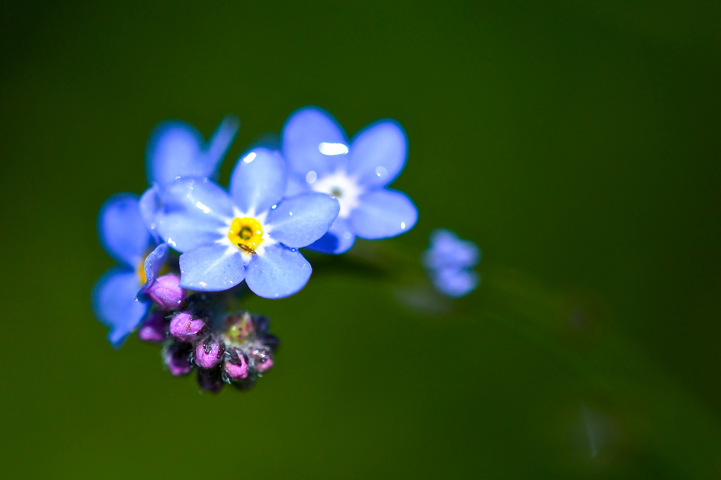 PCデスクトップに自然, フラワーズ, 花, 青い, 地球, 青い花, わすれな草画像を無料でダウンロード