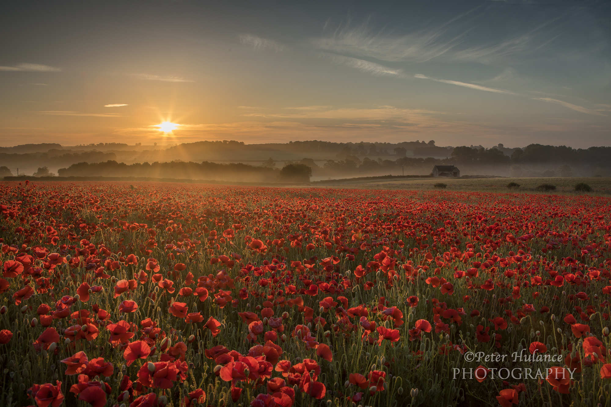 Free download wallpaper Flowers, Sunset, Flower, Earth, Poppy, Red Flower on your PC desktop