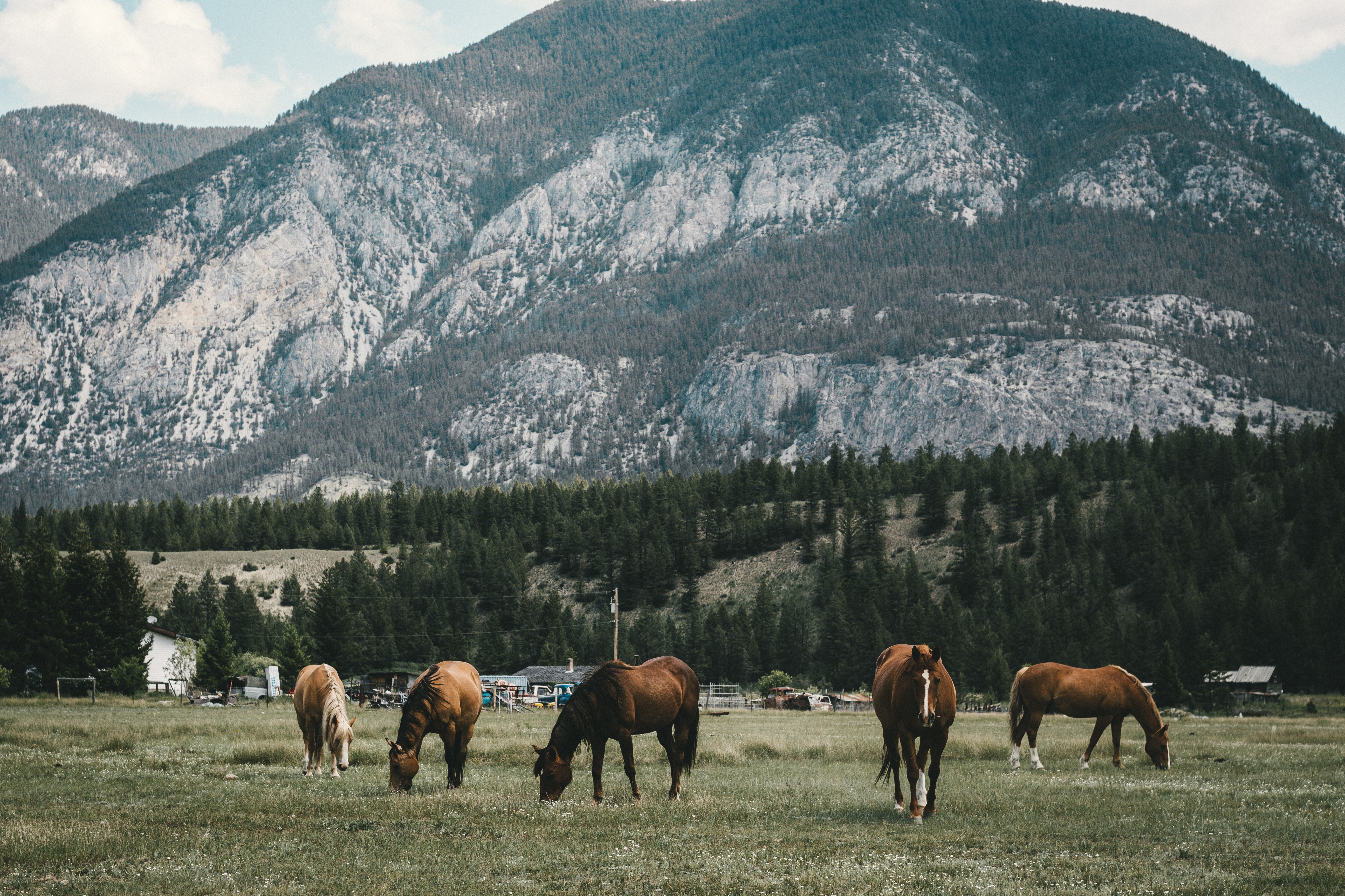 Download mobile wallpaper Animals, Pasture, Mountains, Horses for free.