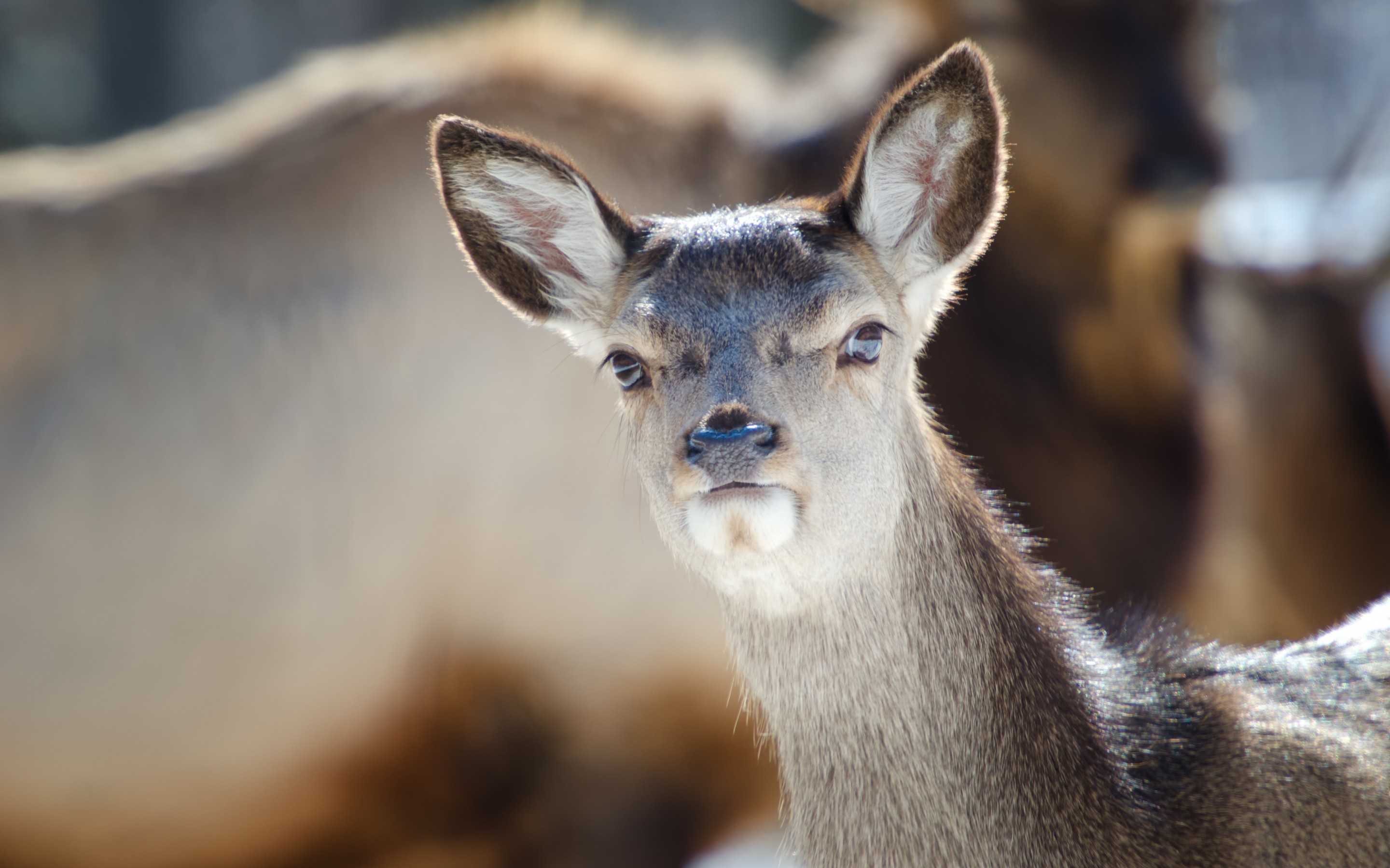 Free download wallpaper Animal, Deer on your PC desktop