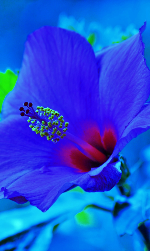 Descarga gratuita de fondo de pantalla para móvil de Flores, Flor, De Cerca, Hibisco, Tierra/naturaleza, Flor Azul.