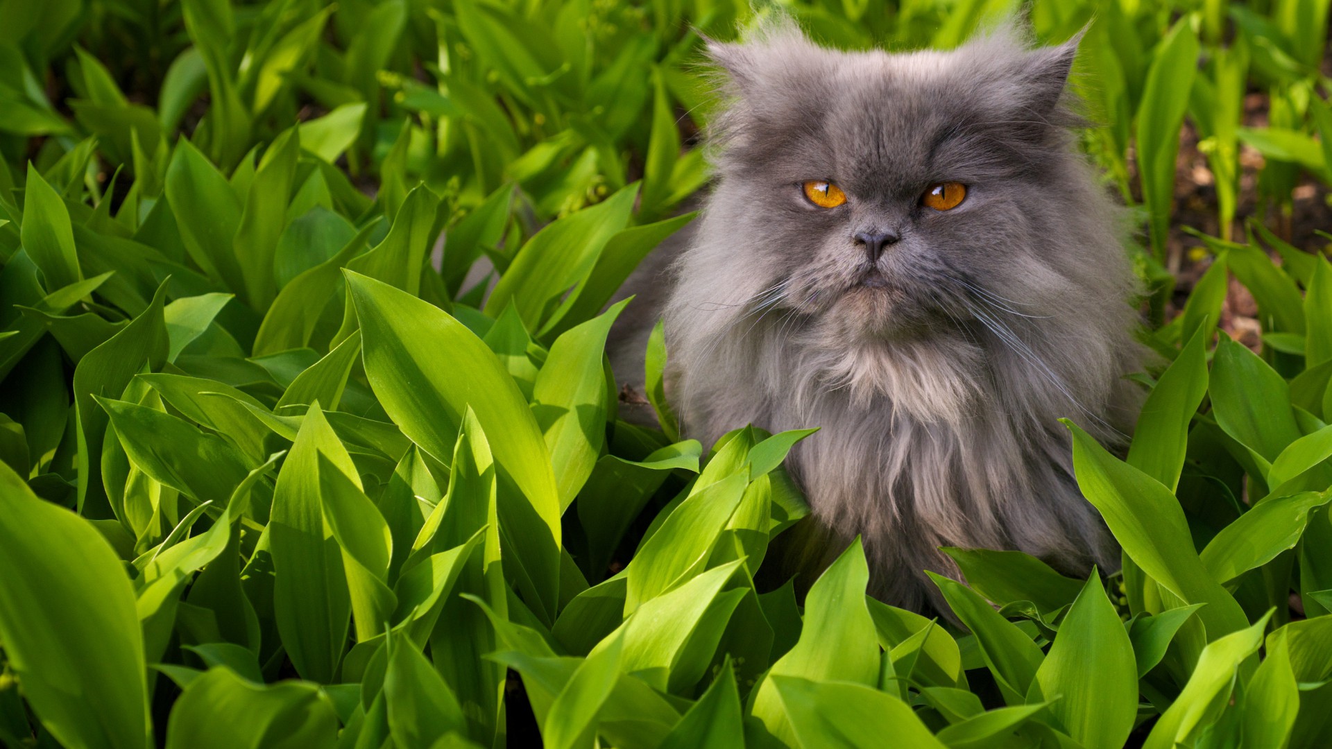 Laden Sie das Tiere, Katzen, Katze, Planze-Bild kostenlos auf Ihren PC-Desktop herunter