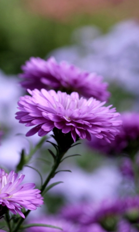 Descarga gratuita de fondo de pantalla para móvil de Naturaleza, Flores, Flor, Macro, Tierra/naturaleza, Macrofotografía.