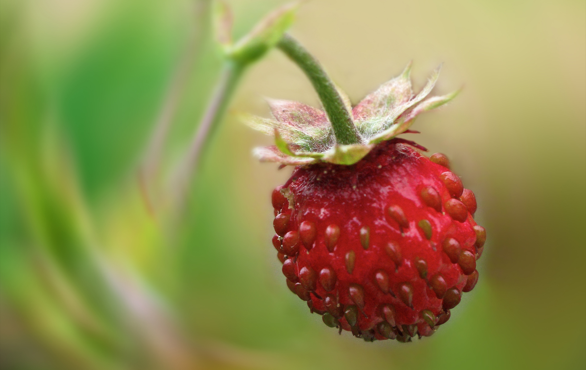 Free download wallpaper Strawberry, Fruits, Food on your PC desktop
