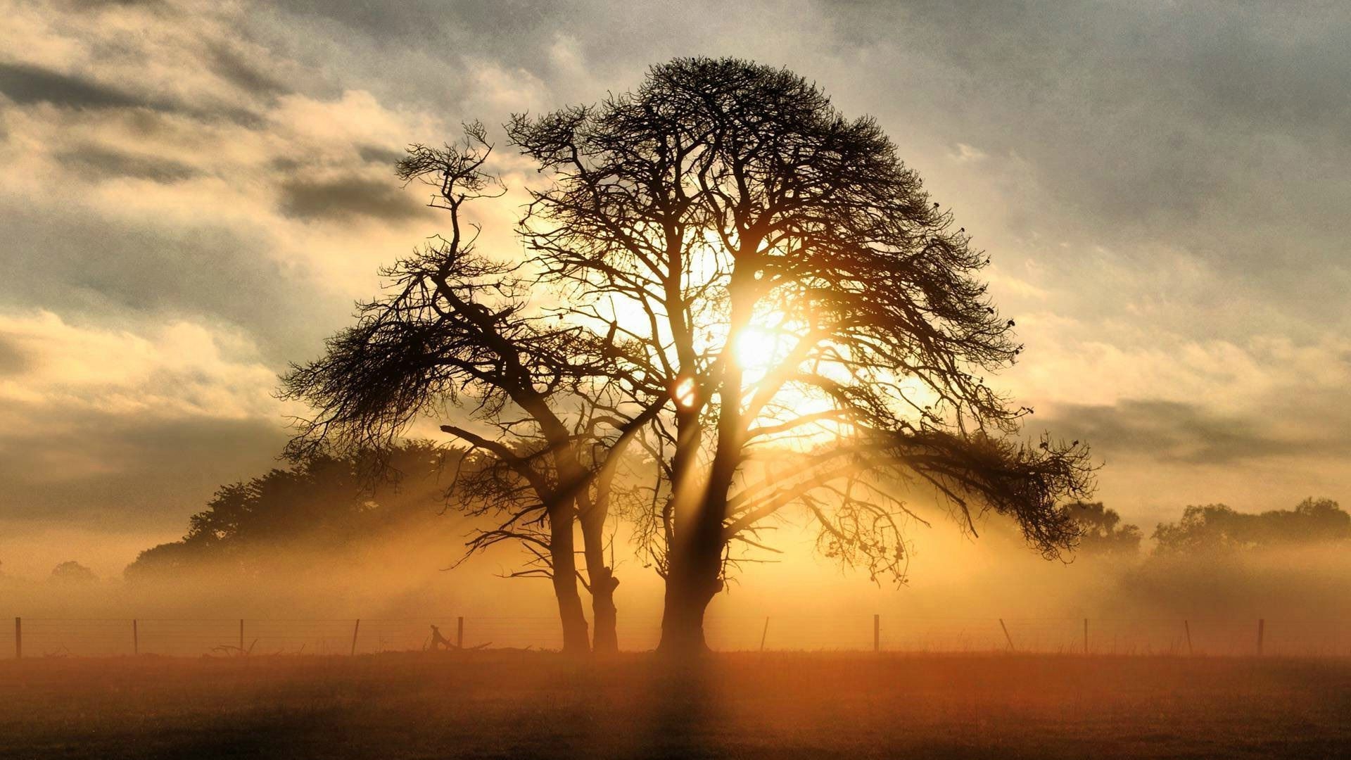 Laden Sie das Licht, Baum, Nebel, Sonnenaufgang, Zaun, Erde/natur-Bild kostenlos auf Ihren PC-Desktop herunter