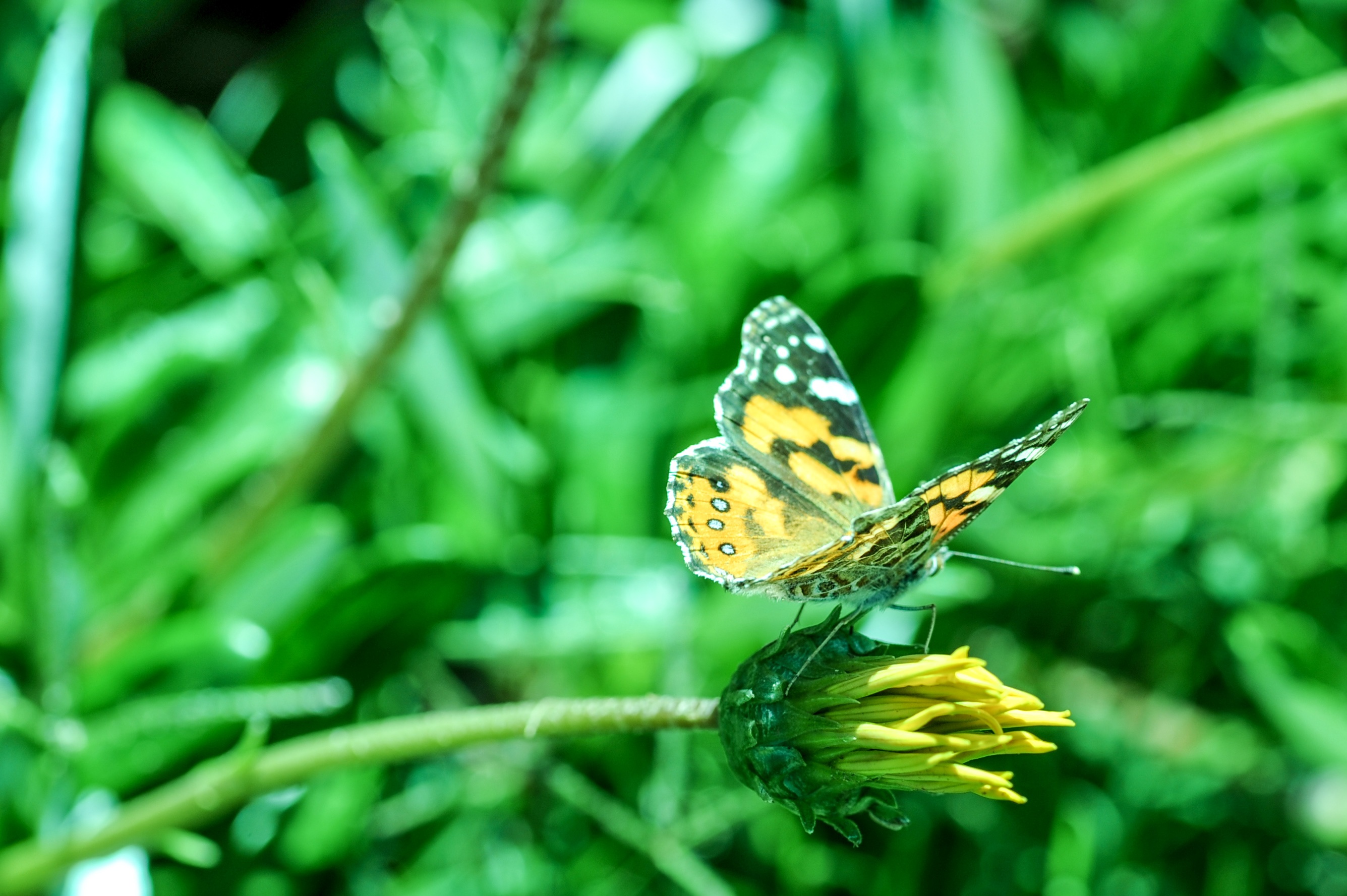 Descarga gratuita de fondo de pantalla para móvil de Animales, Planta, Insecto, Mariposa, Difuminado.