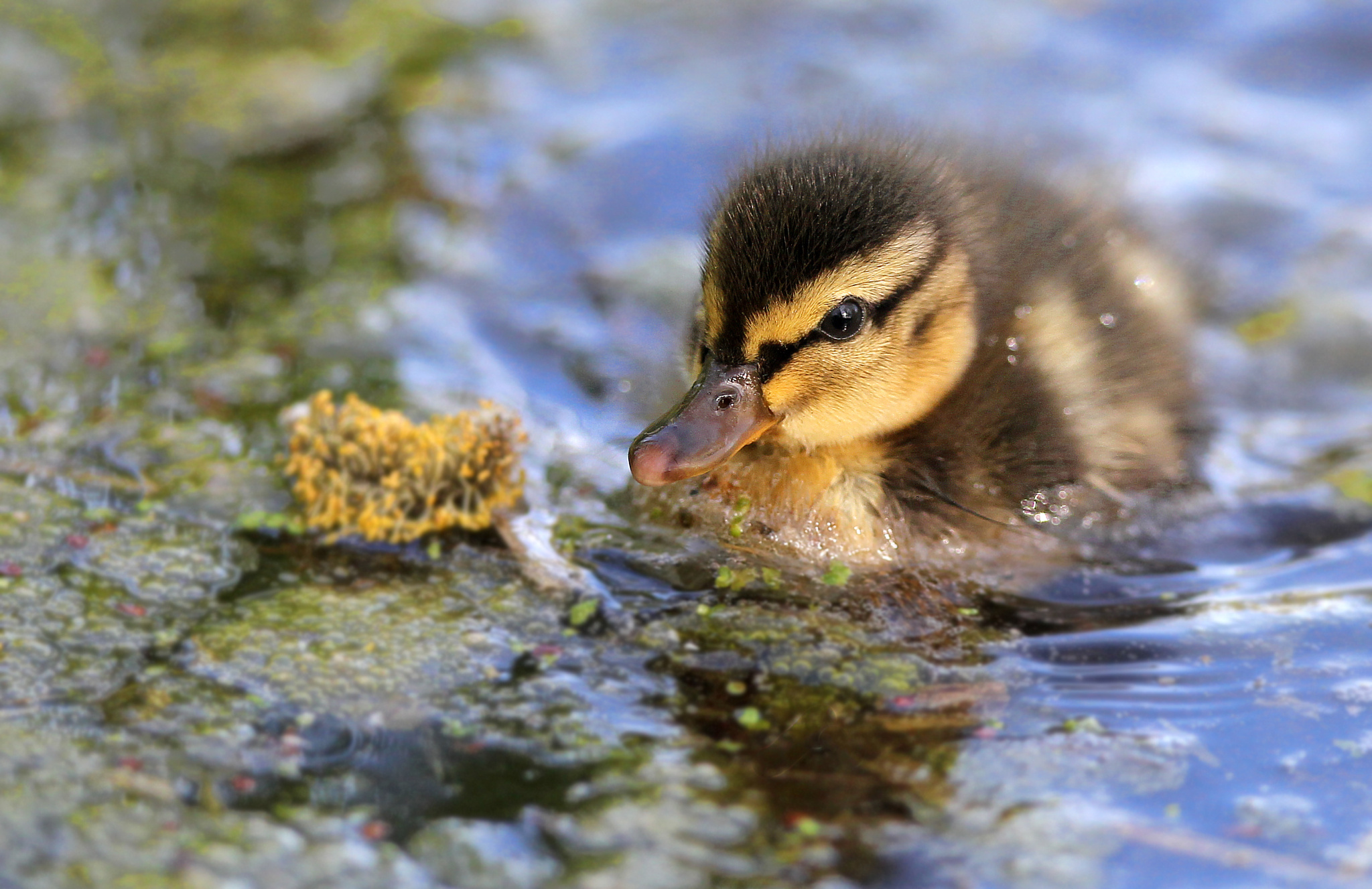 Free download wallpaper Nature, Birds, Water, Lake, Animal, Duck, Cute on your PC desktop