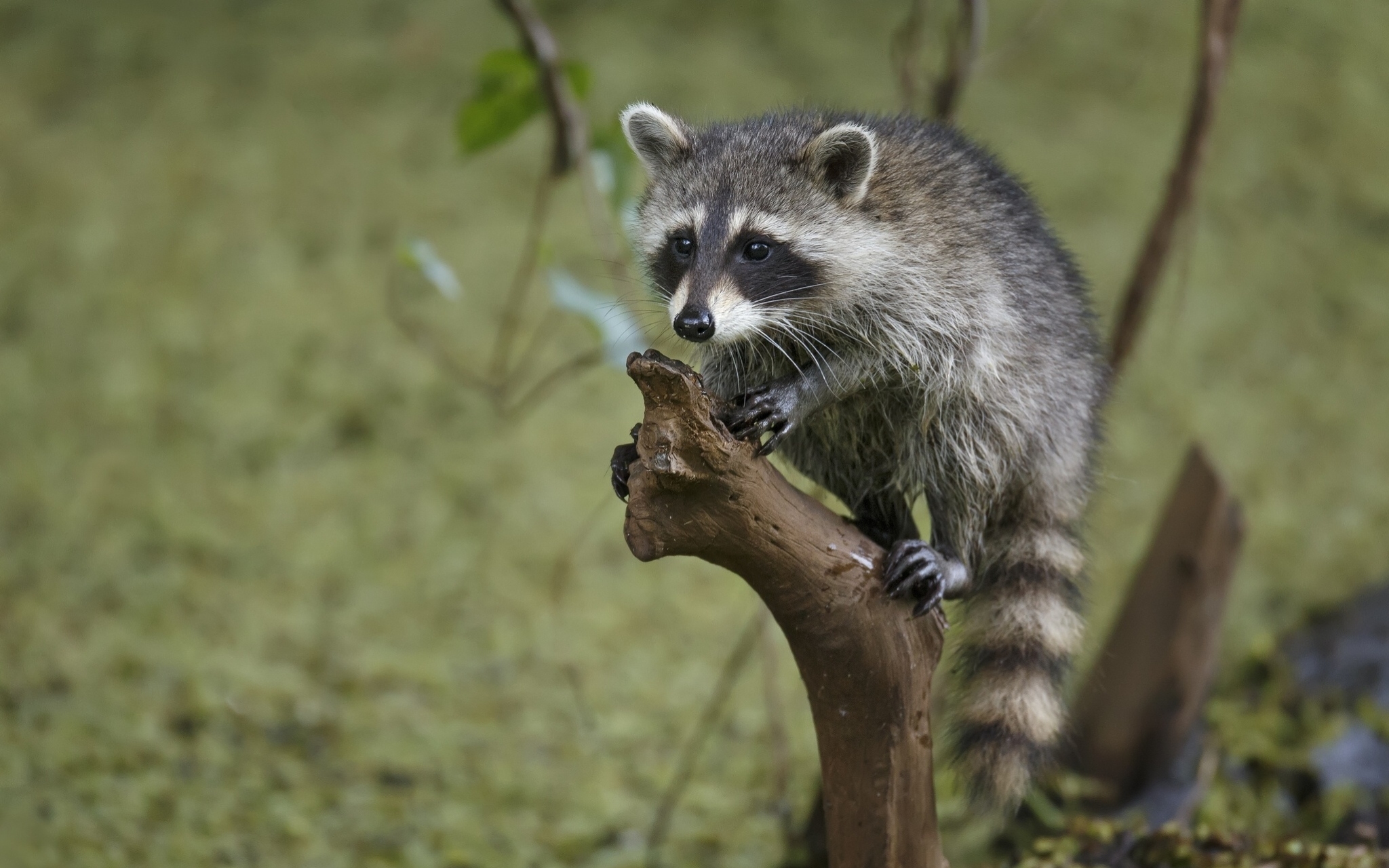 Download mobile wallpaper Branches, Striped, Tree, Wood, Raccoon, Animals for free.