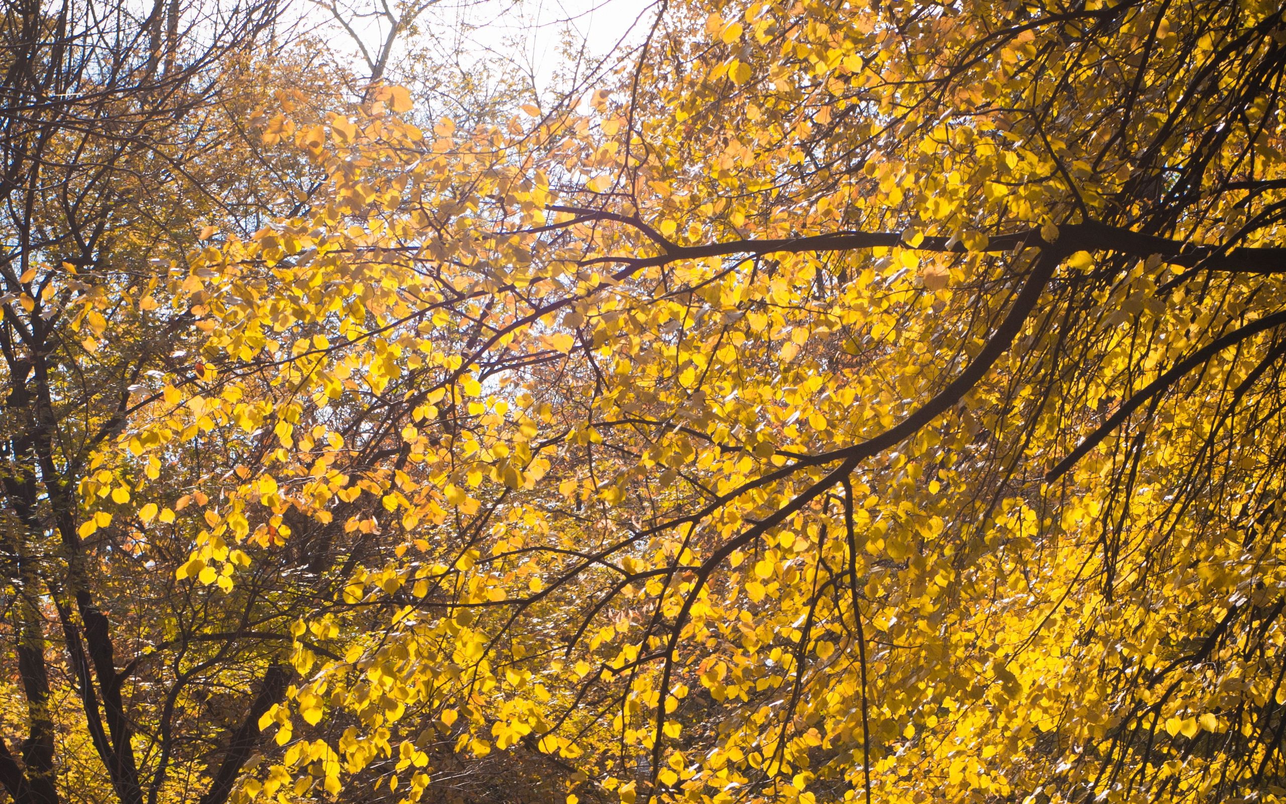 Скачать картинку Дерево, Ветки, Природа, Желтый, Листья, Осень в телефон бесплатно.